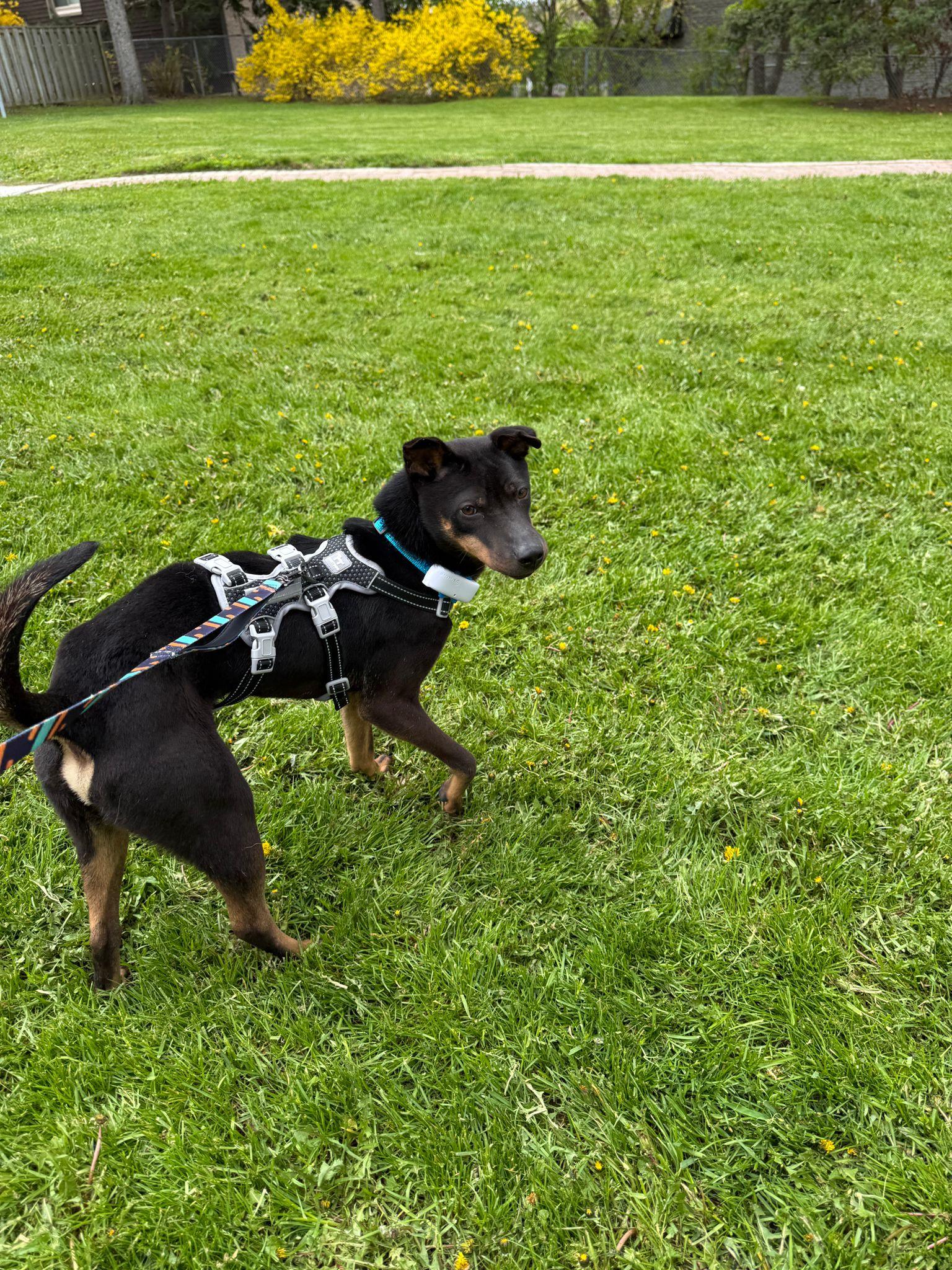 Luca, an adopted Mixed Breed in Markham, ON image 4/5