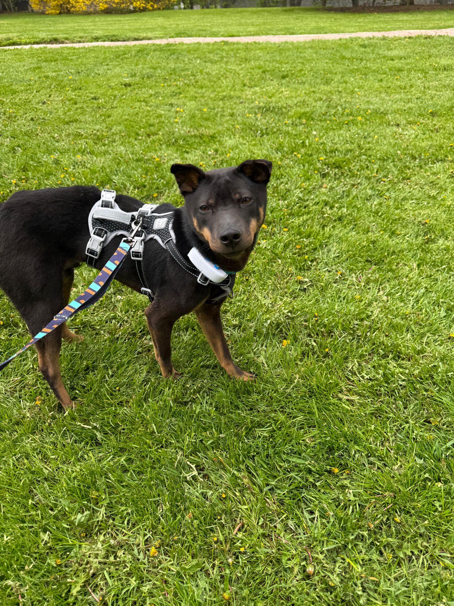 Luca, an adopted Mixed Breed in Markham, ON image 3/5