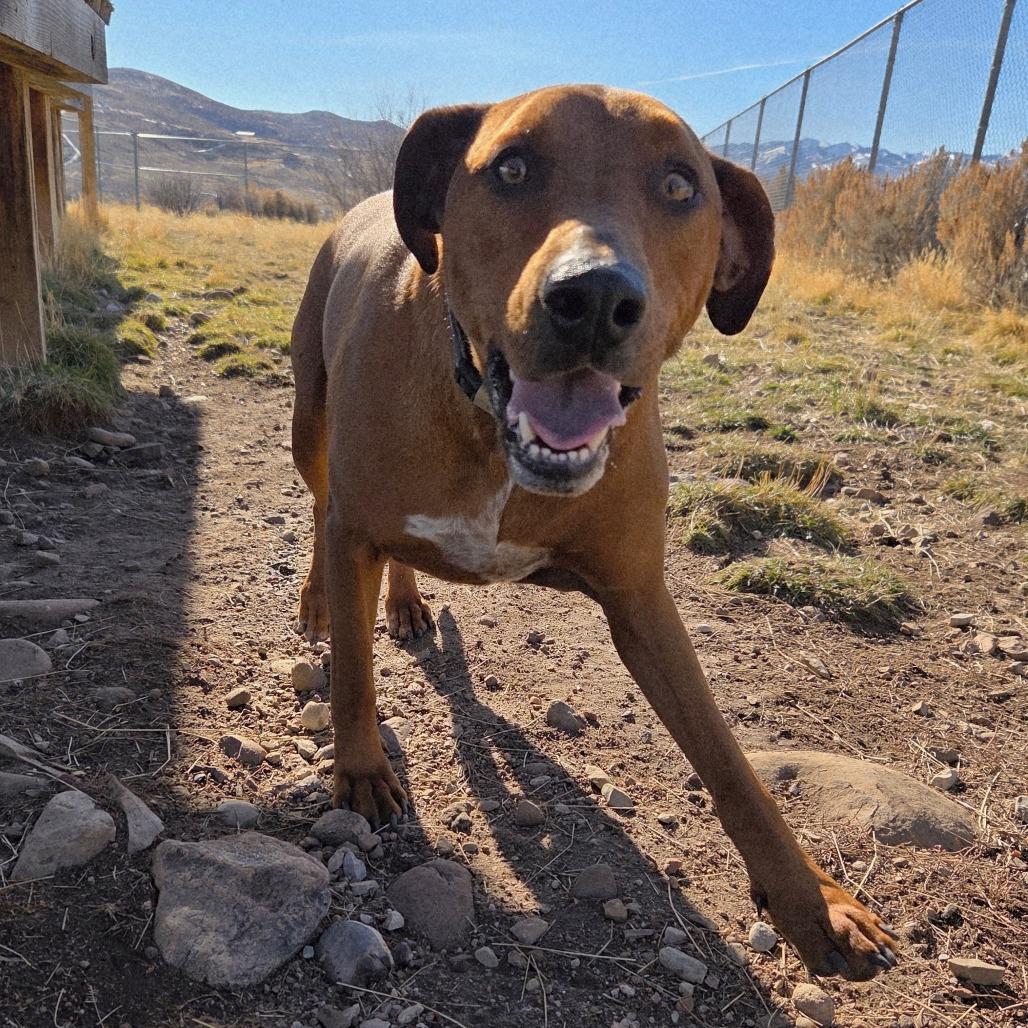 Beefcake "Beefy" McGee, Adoptable, Adult Male Mixed Breed.