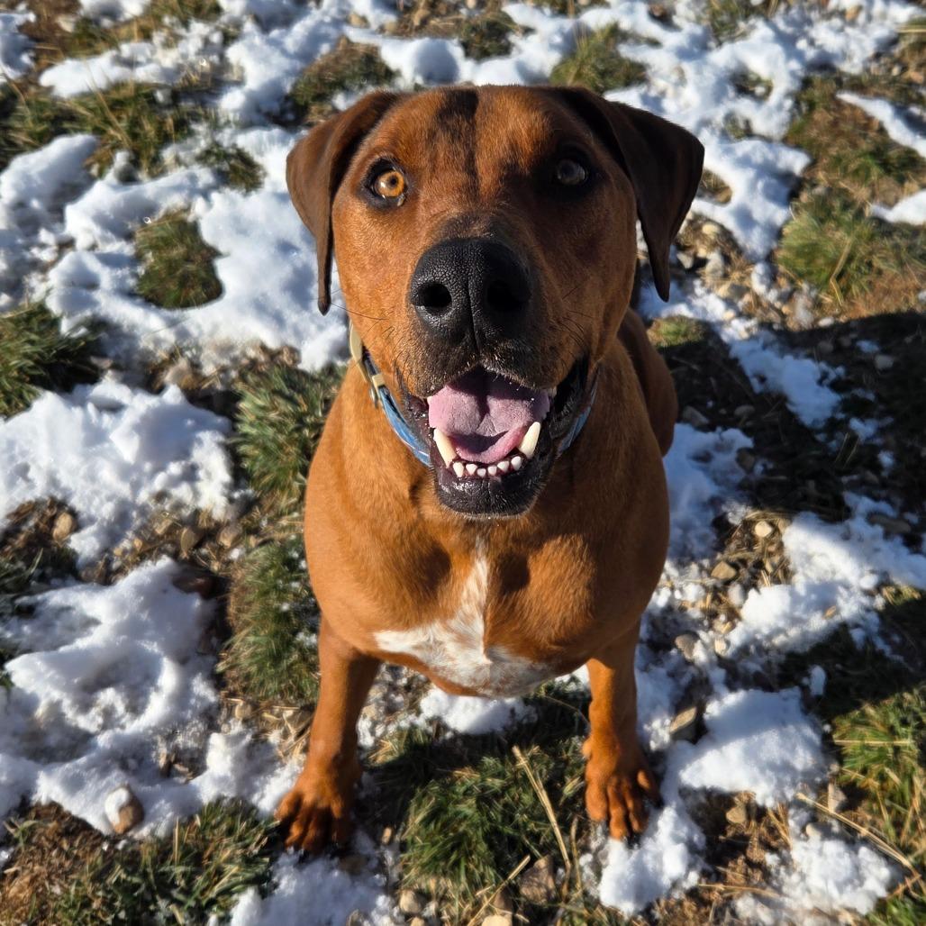 Beefcake "Beefy" McGee, Adoptable, Adult Male Mixed Breed.