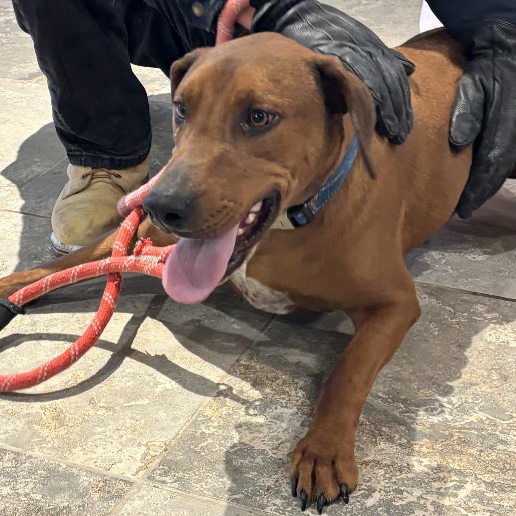 Beefcake "Beefy" McGee, a Adoptable Mixed Breed in Park City, UT image 2/4