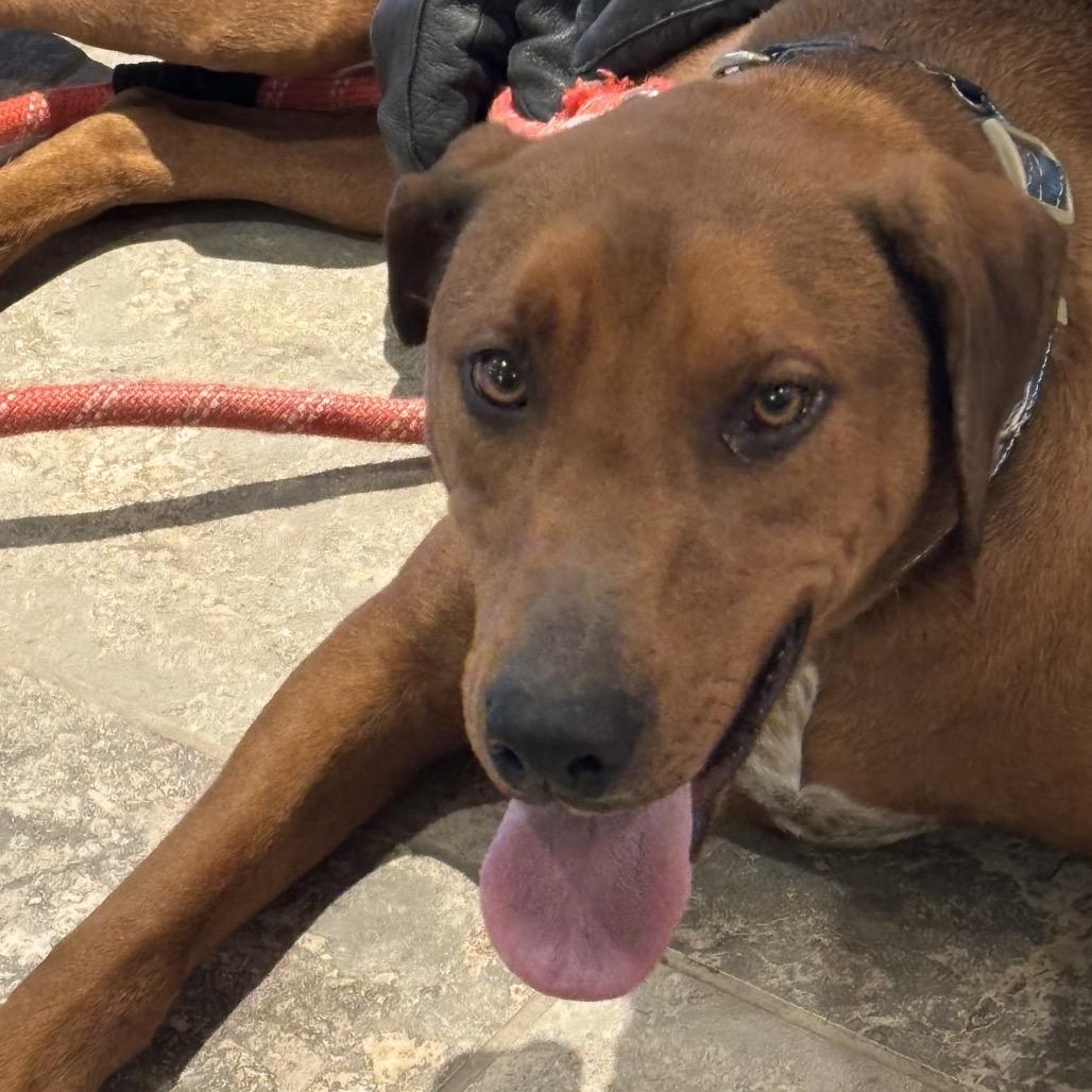 Beefcake "Beefy" McGee, a Adoptable Mixed Breed in Park City, UT image 3/4