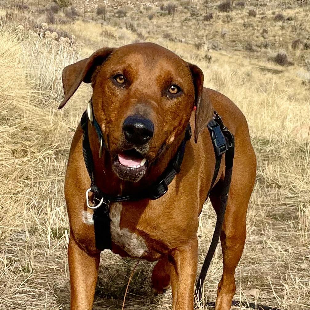 Beefcake "Beefy" McGee, a Adoptable Mixed Breed in Park City, UT image 3/6