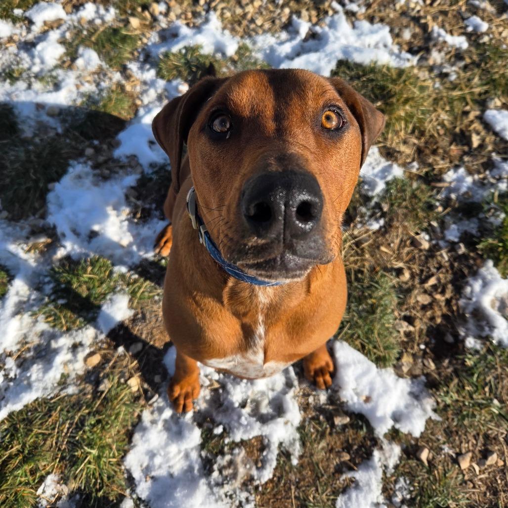 Beefcake "Beefy" McGee, a Adoptable Mixed Breed in Park City, UT image 4/4