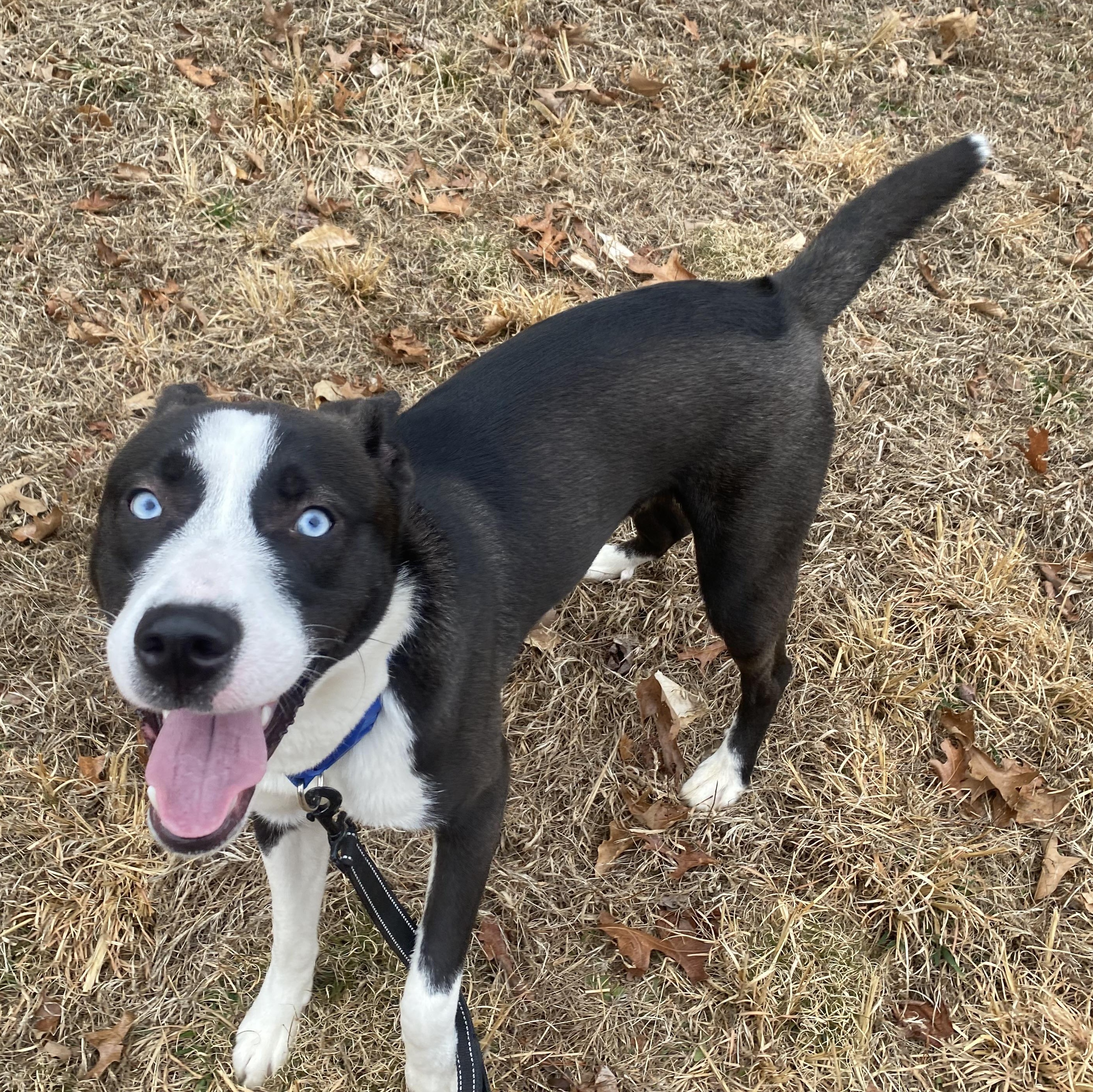 Maximus, an adopted mixed breed in King George, VA image 2/6