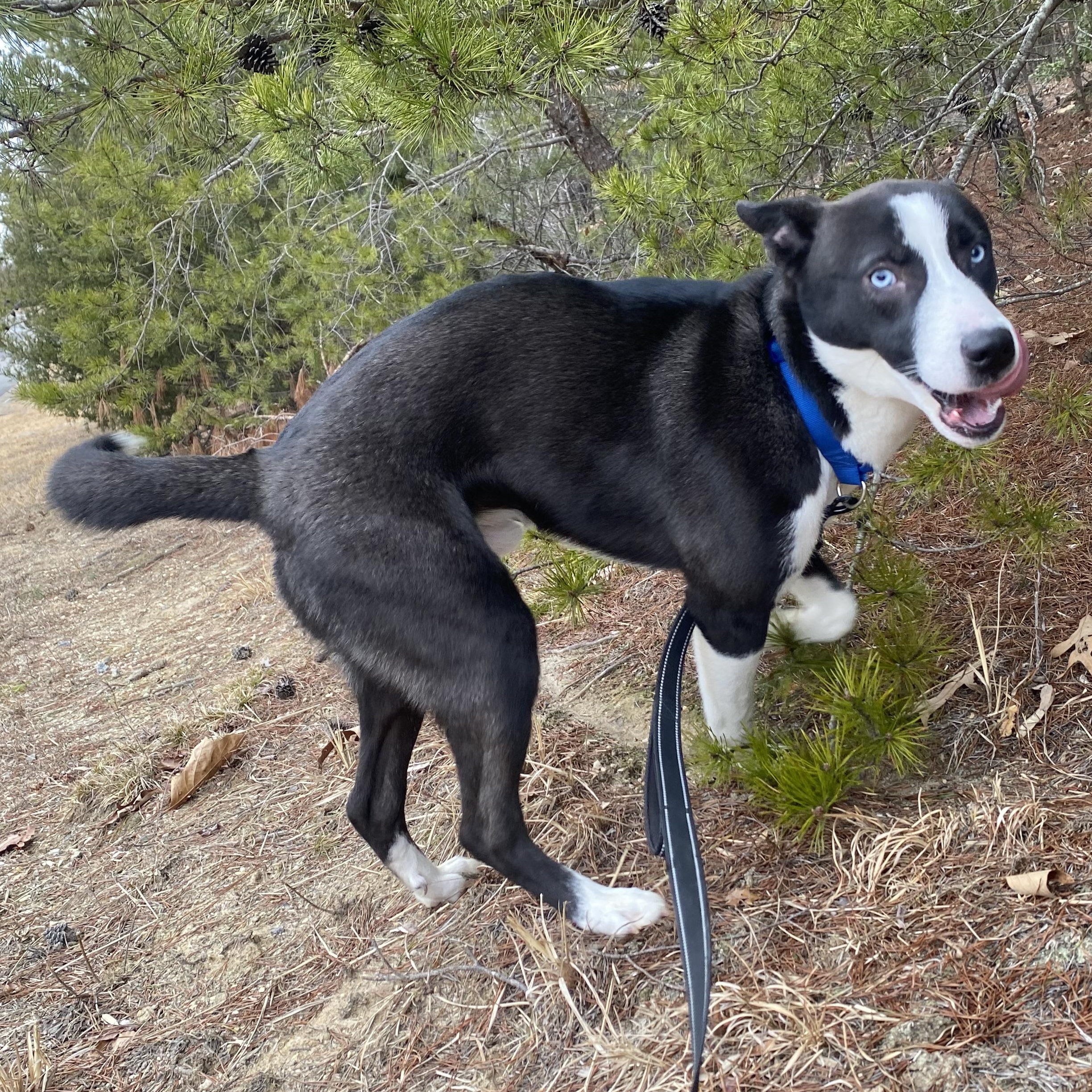 Maximus, an adopted mixed breed in King George, VA image 4/6