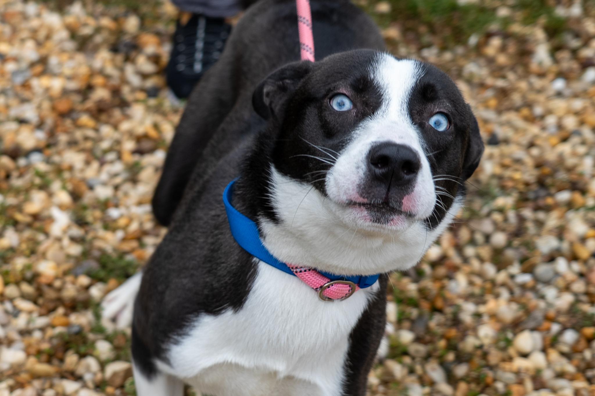 Maximus, an adopted mixed breed in King George, VA image 6/6