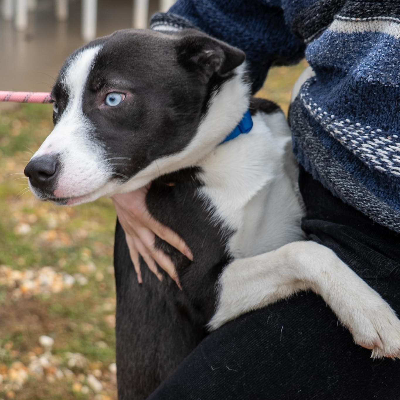 Maximus, an adopted mixed breed in King George, VA image 1/6