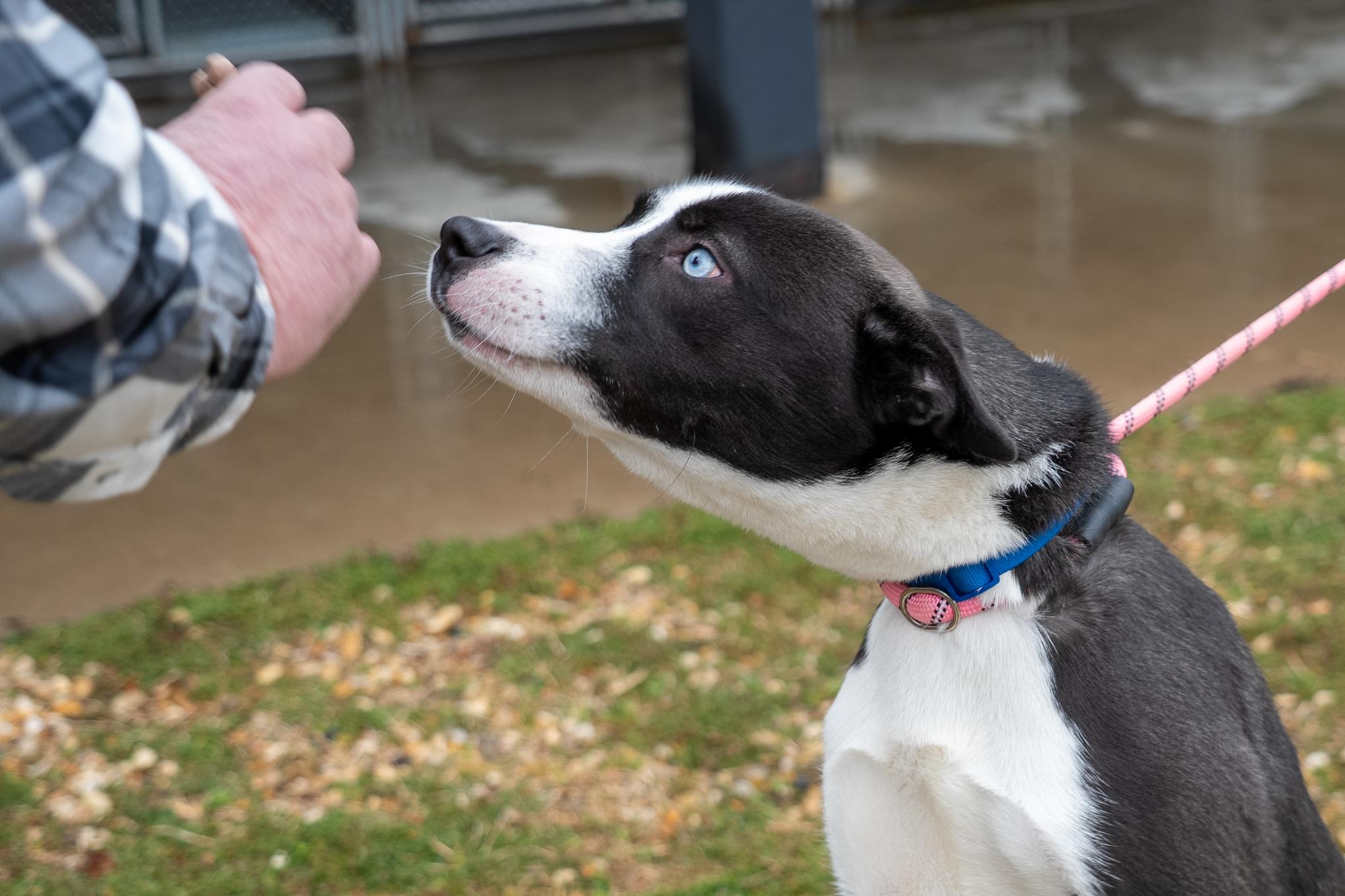 Maximus, an adopted mixed breed in King George, VA image 5/6
