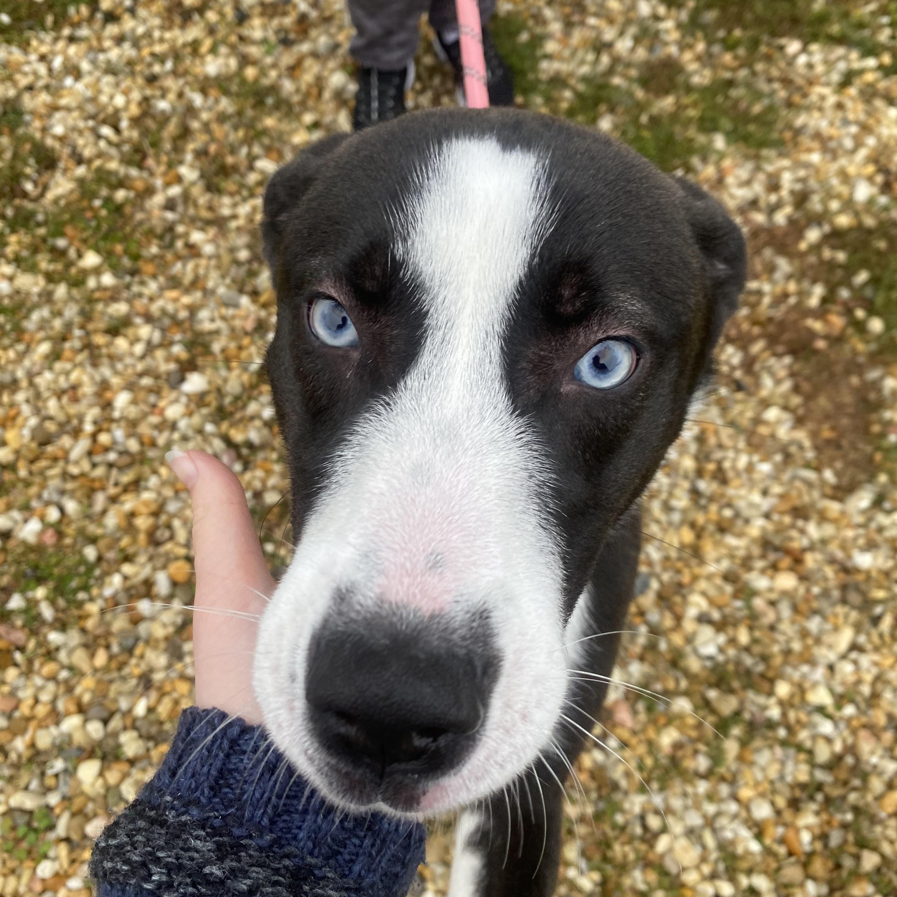 Maximus, an adopted mixed breed in King George, VA image 3/6