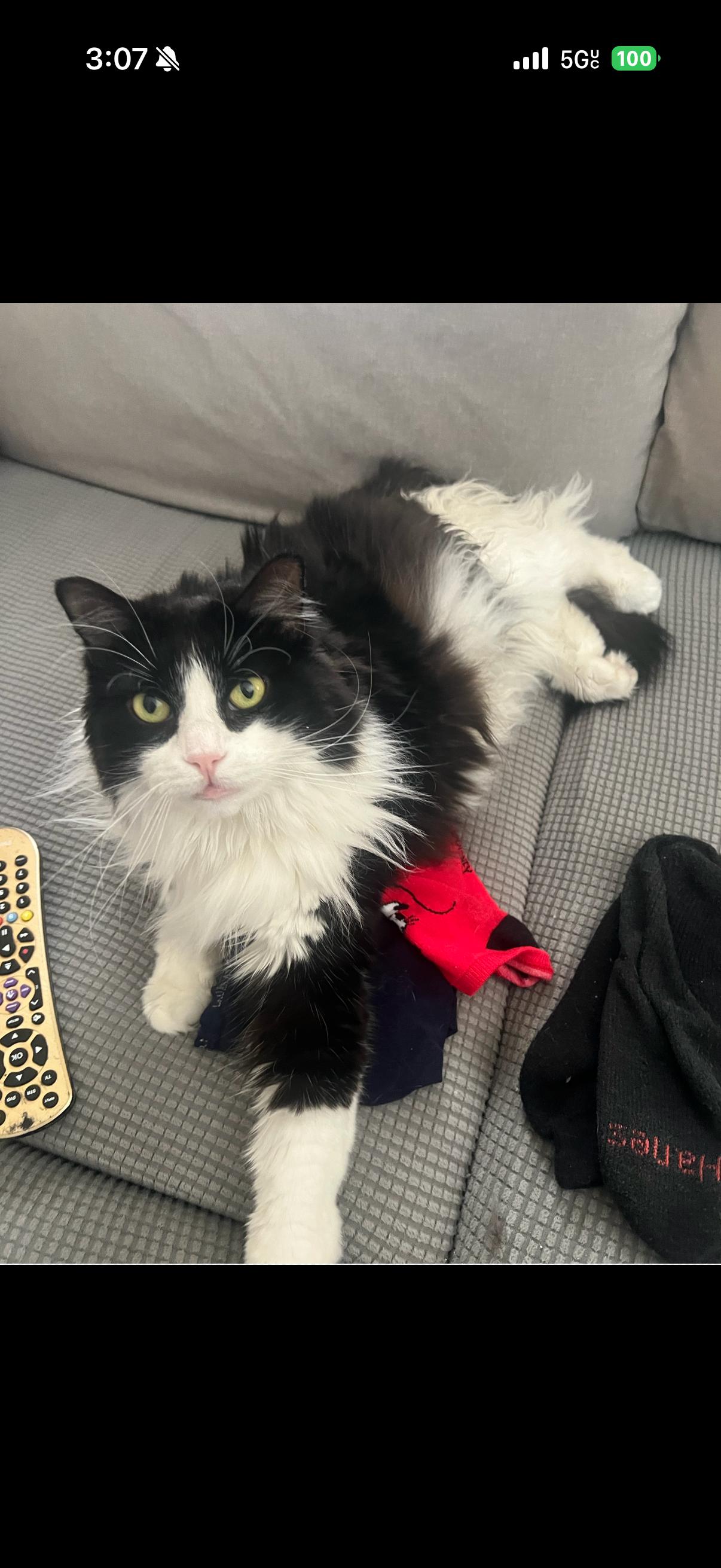 Lili BONDED with Paco, Adoptable, Adult Female Maine Coon & Norwegian Forest Cat.