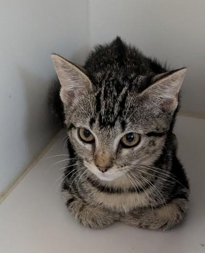 Zephyr, Adoptable, Kitten Female Domestic Short Hair & Domestic Short Hair.