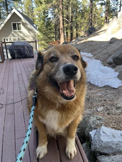 SUNNY, Adoptable, Adult Female Golden Retriever & Saint Bernard.
