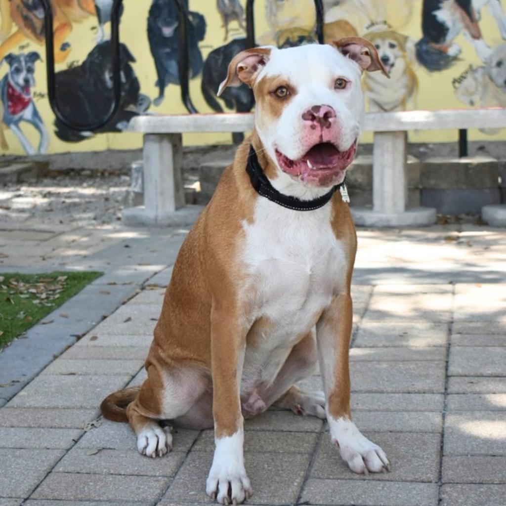 Odie, Adoptable, Young Male Pit Bull Terrier.