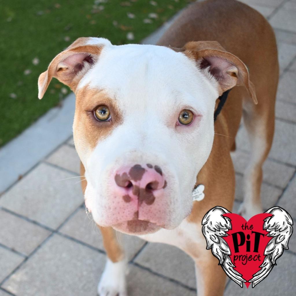 Enlarge Odie, a Adoptable Pit Bull Terrier in Saint Petersburg, FL image 2/4