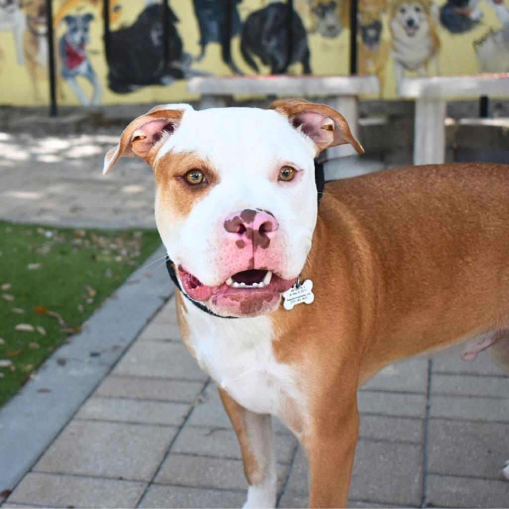 Enlarge Odie, a Adoptable Pit Bull Terrier in Saint Petersburg, FL image 3/4