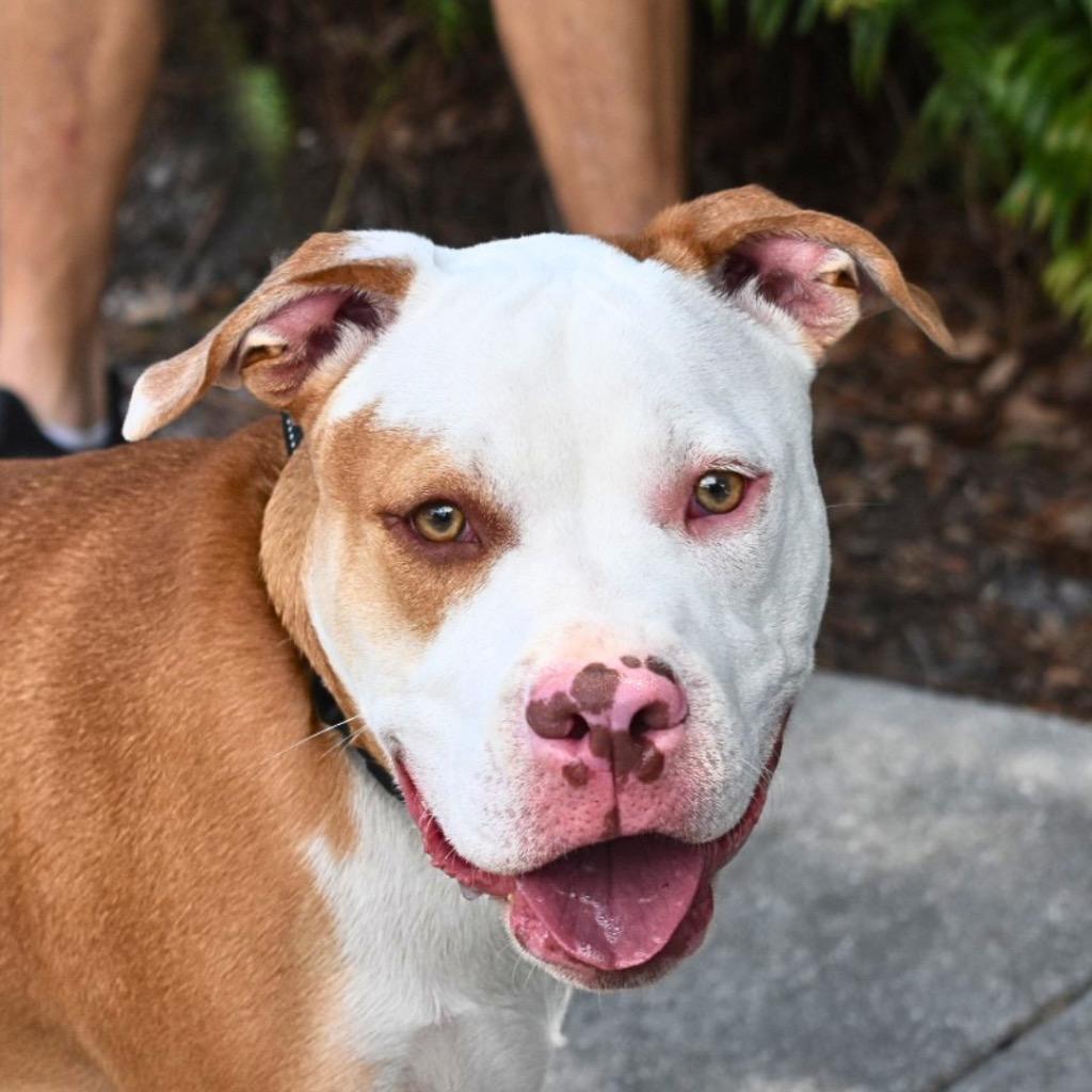 Enlarge Odie, a Adoptable Pit Bull Terrier in Saint Petersburg, FL image 4/4