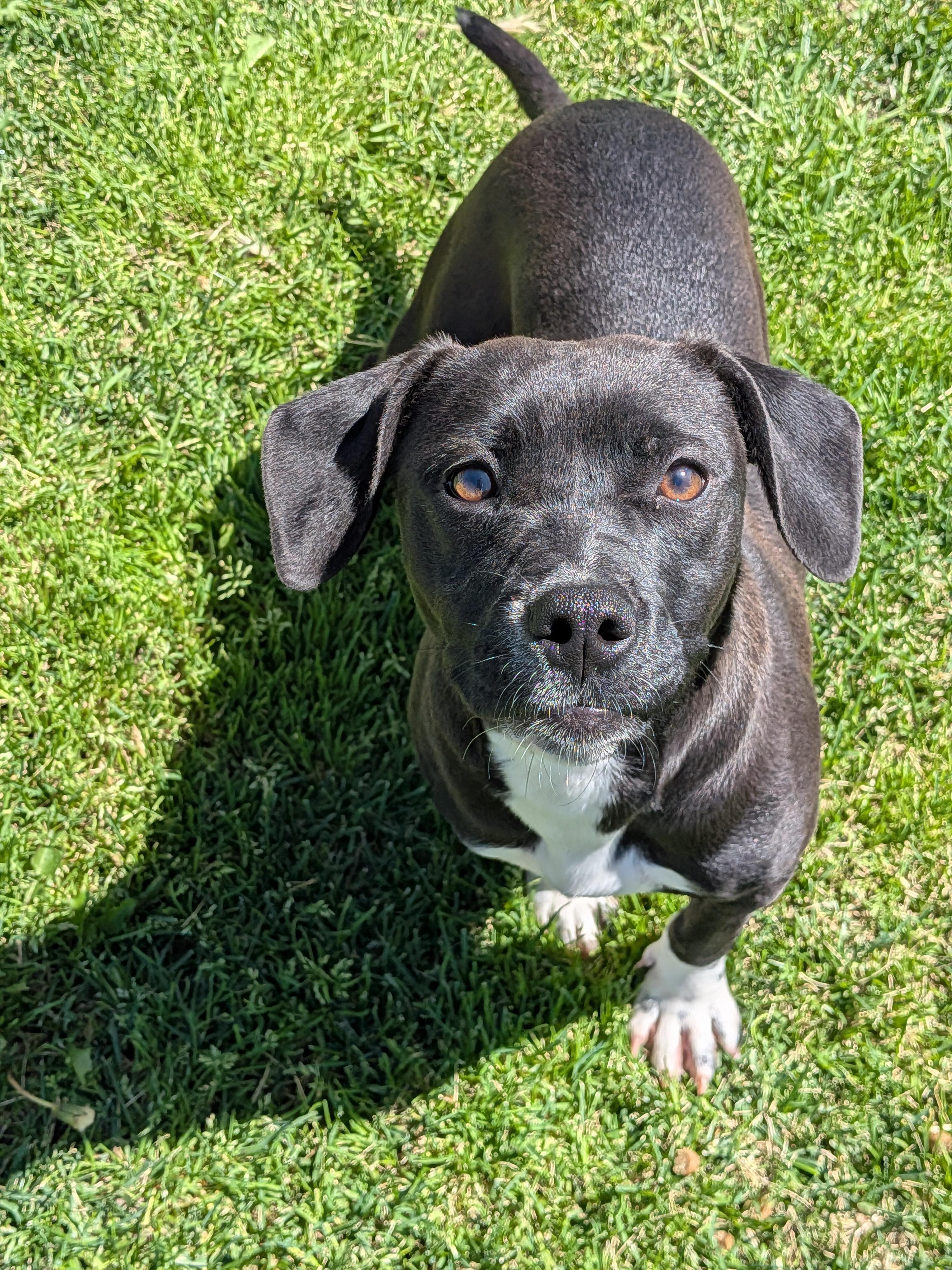 Ella, a ADOPTABLE Mixed Breed in Hermiston, OR image 3/5