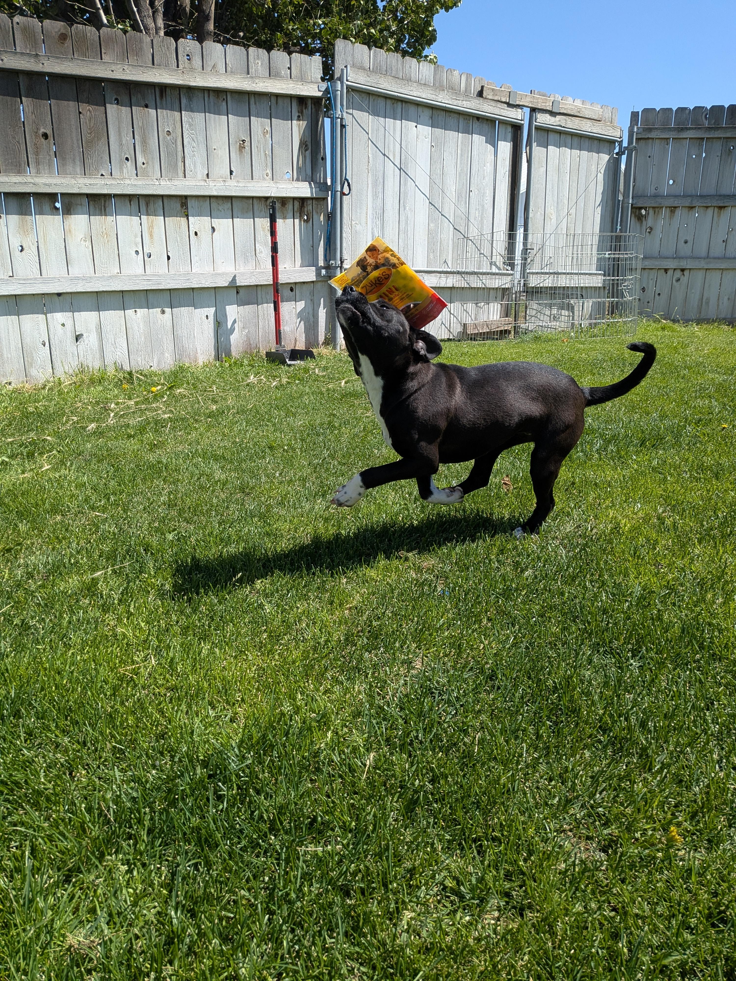 Ella, a ADOPTABLE Mixed Breed in Hermiston, OR image 2/5