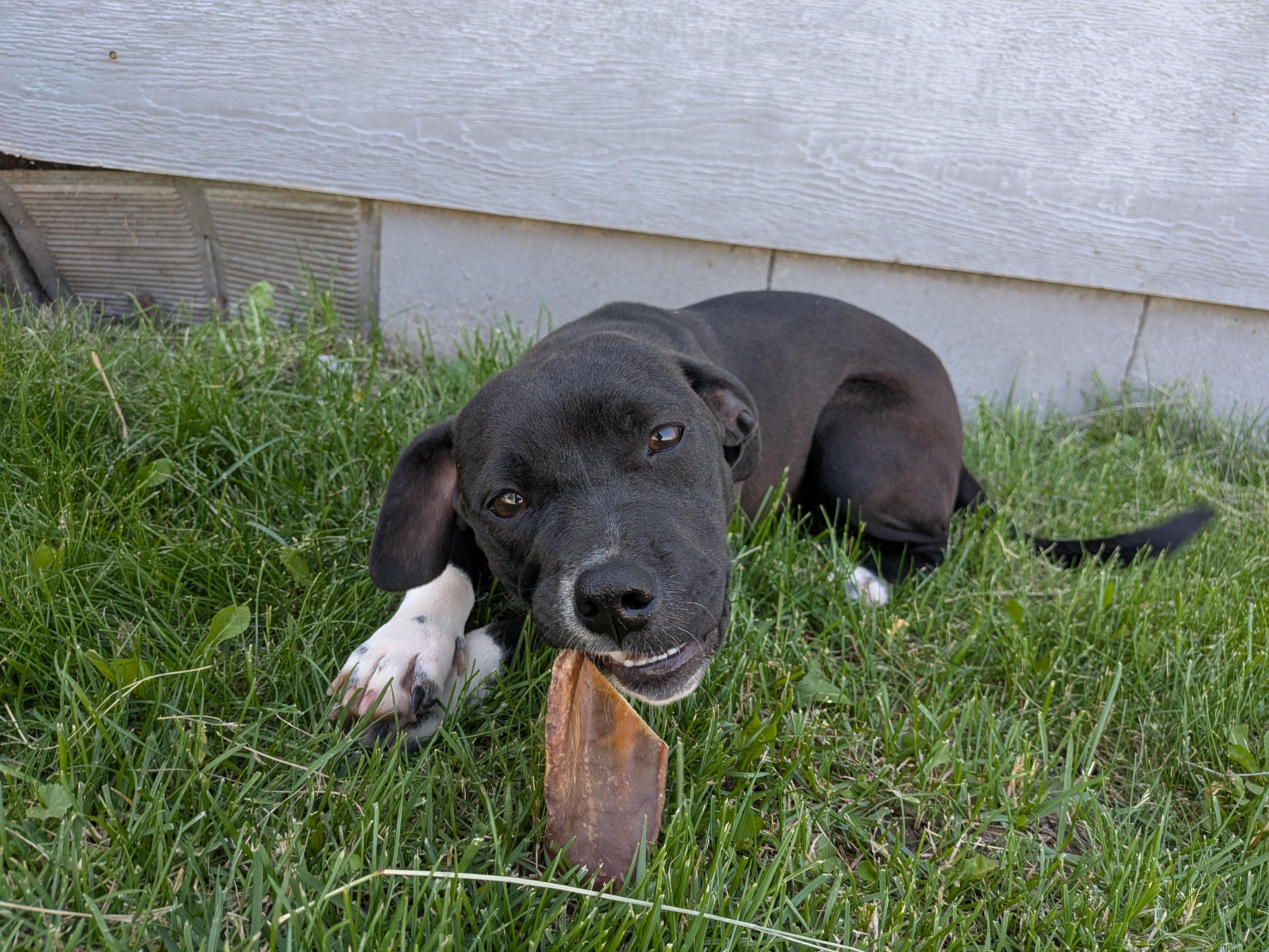 Ella, a ADOPTABLE Mixed Breed in Hermiston, OR image 5/5