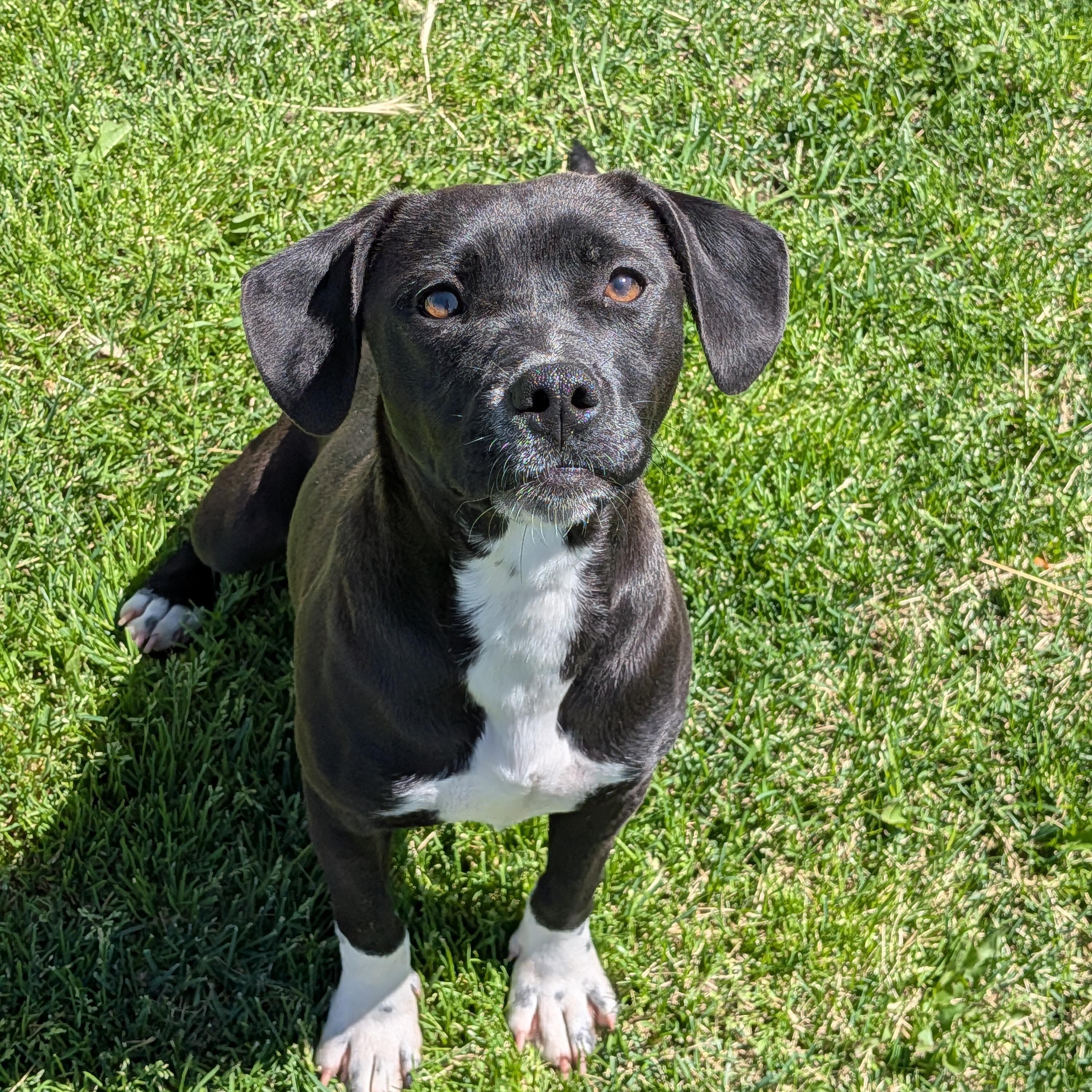 Ella, ADOPTABLE, Young Female Mixed Breed.