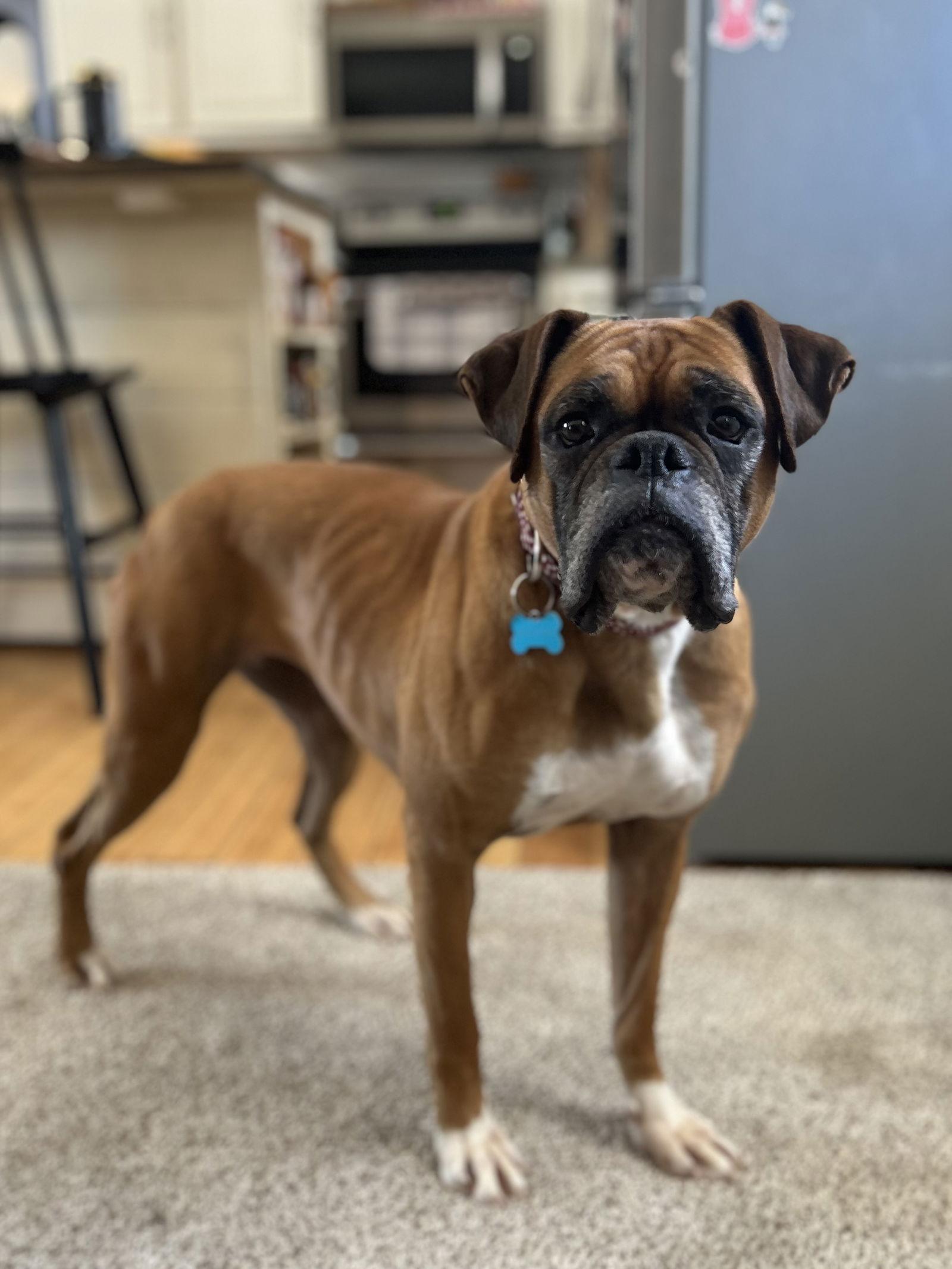 Enlarge Fergie, a Adoptable Boxer in New Albany, OH image 1/3