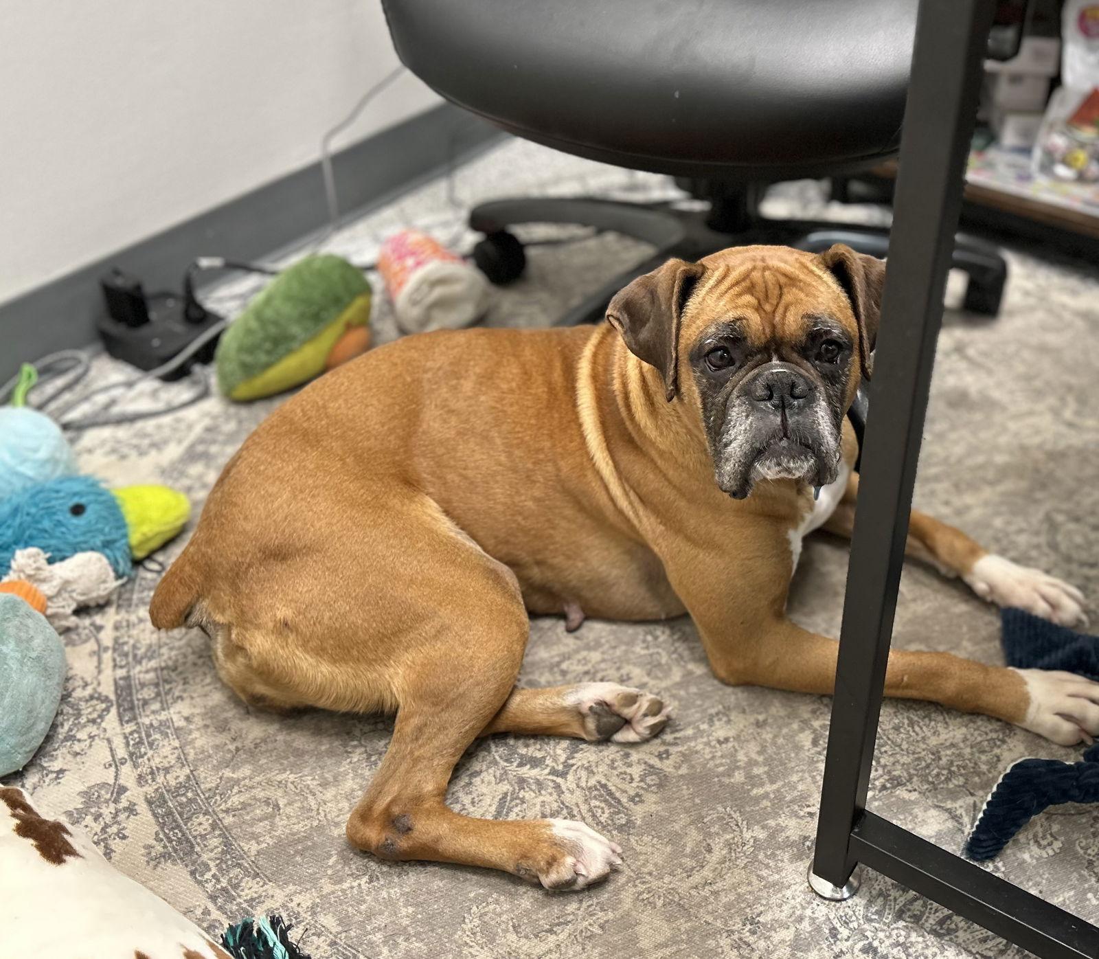 Fergie, Adopted, Adult Female Boxer.