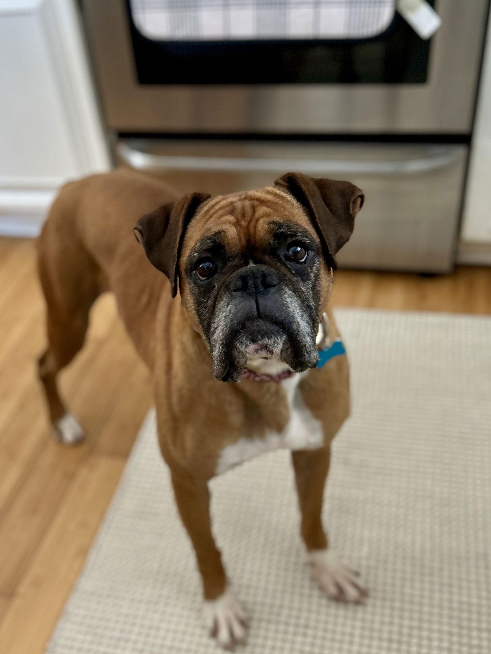 Fergie, Adopted, Adult Female Boxer.