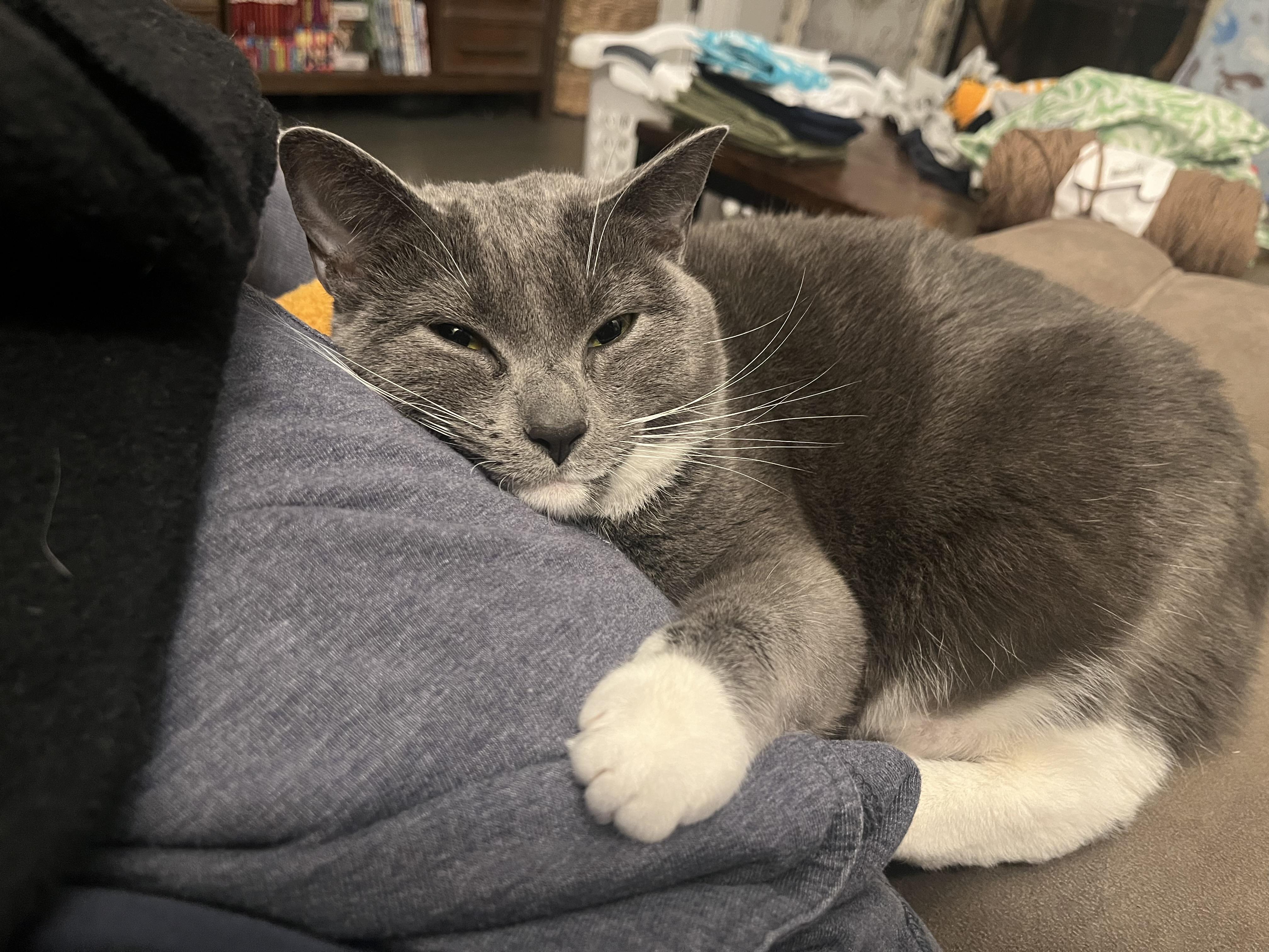Enlarge Bagel and Muffin bonded siblings, a Adopted Manx in Charlotte, NC image 3/5
