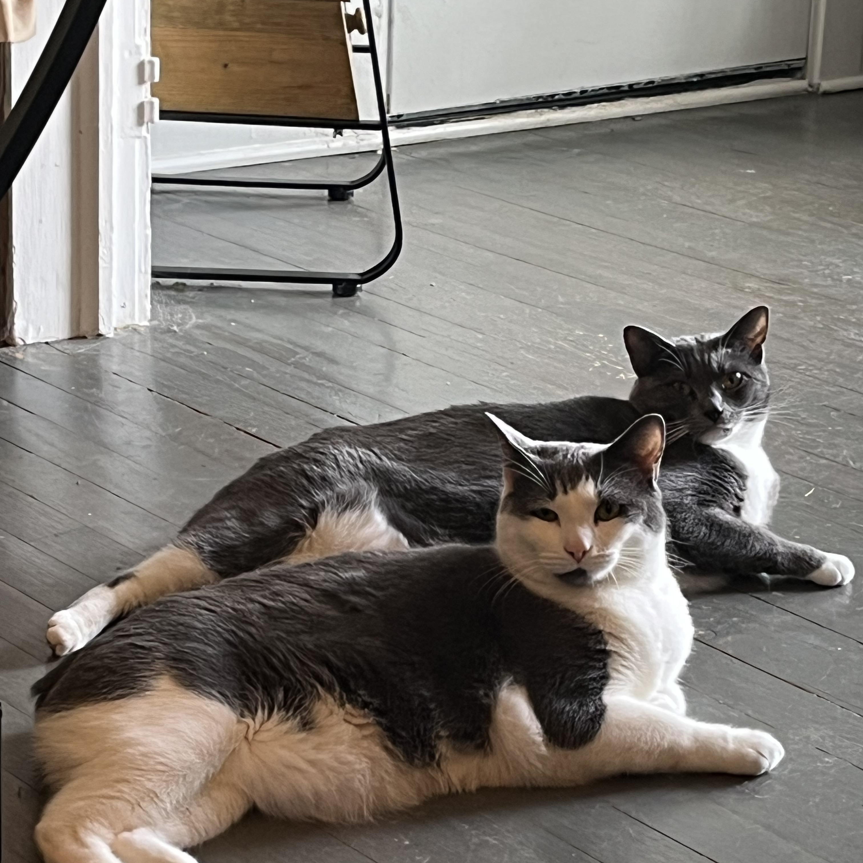 Enlarge Bagel and Muffin bonded siblings, a Adopted Manx in Charlotte, NC image 4/5