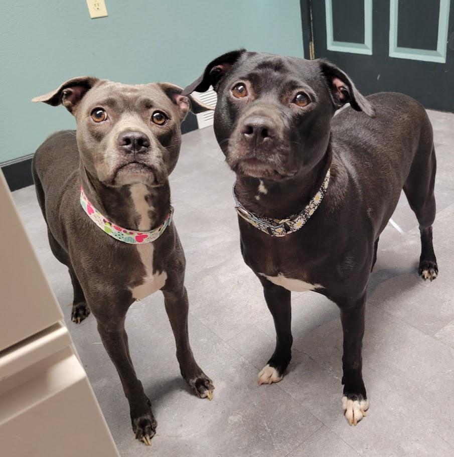 Fleur, Adoptable, Adult Female Staffordshire Bull Terrier.