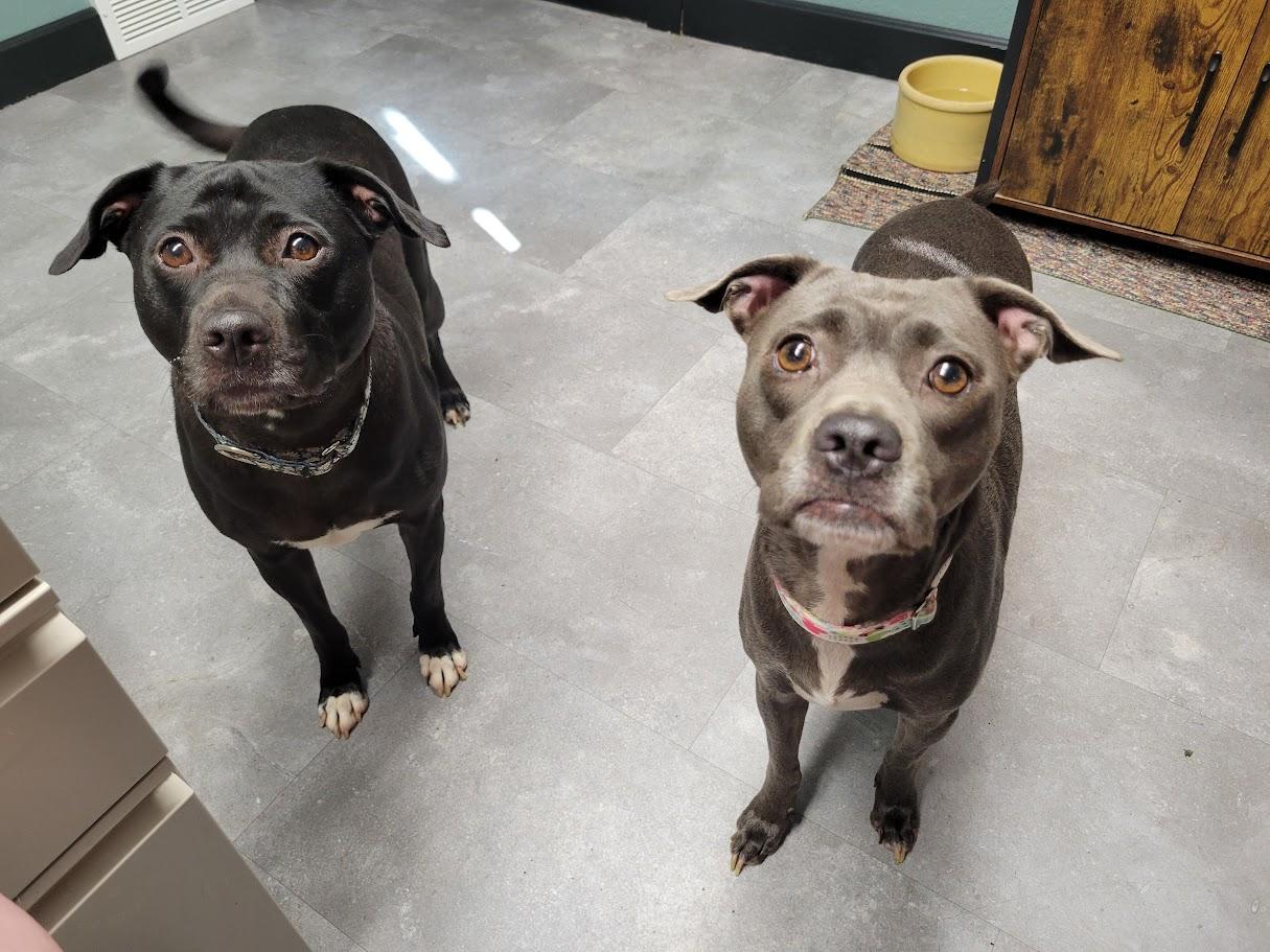 Enlarge Fleur, a Adoptable mixed breed in Lisbon, OH image 4/4