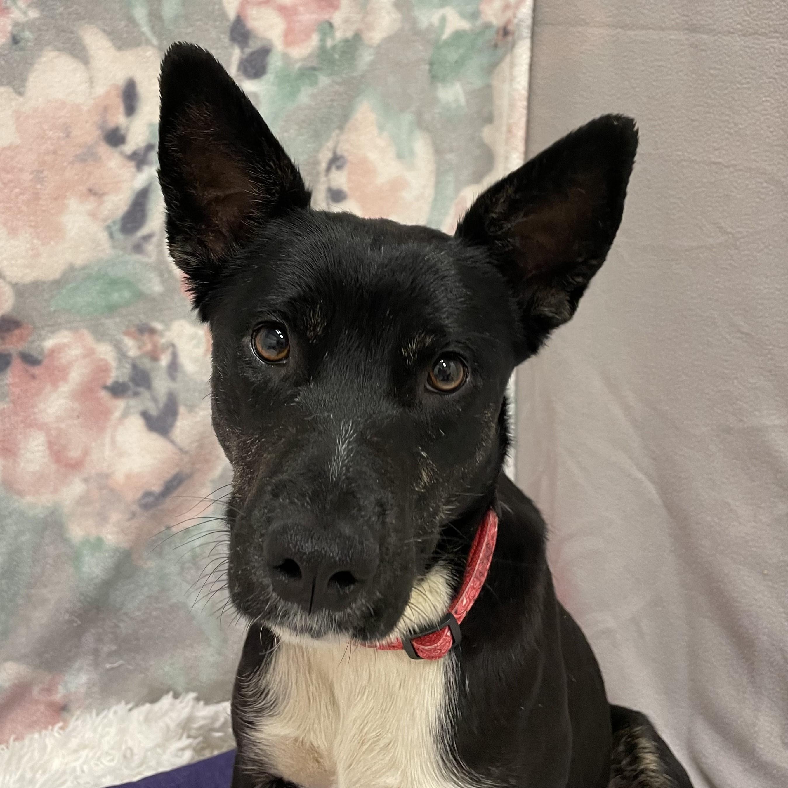 Enlarge Strudel, a ADOPTABLE mixed breed in ALPINE, TX image 3/6