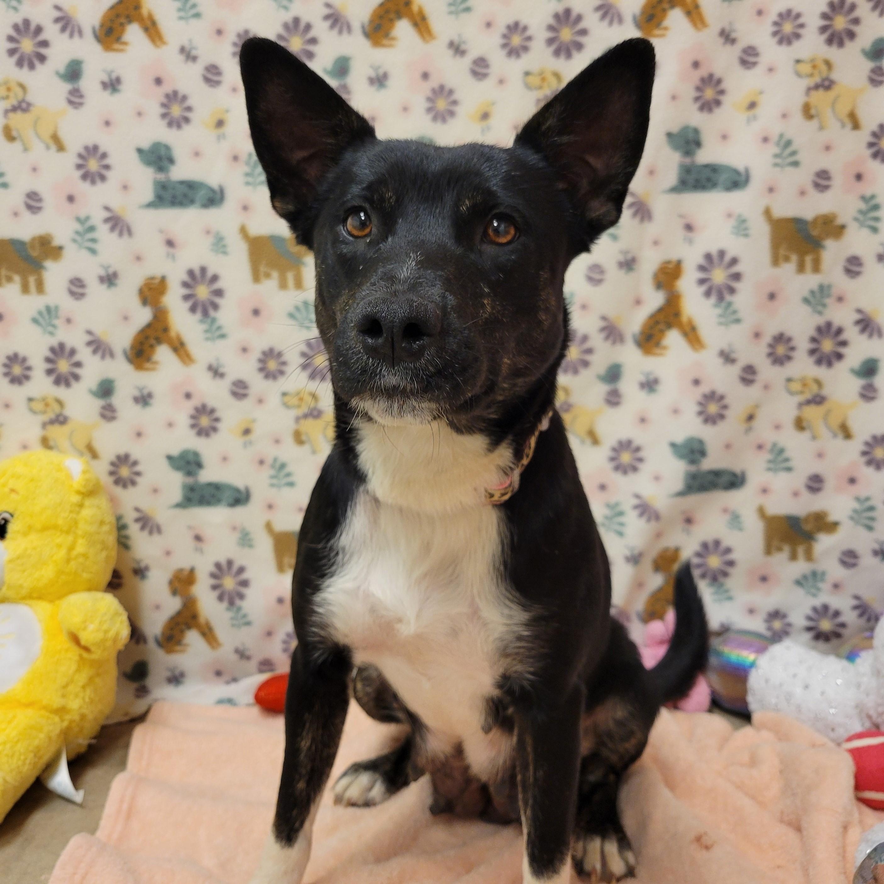 Enlarge Strudel, a ADOPTABLE mixed breed in ALPINE, TX image 1/6