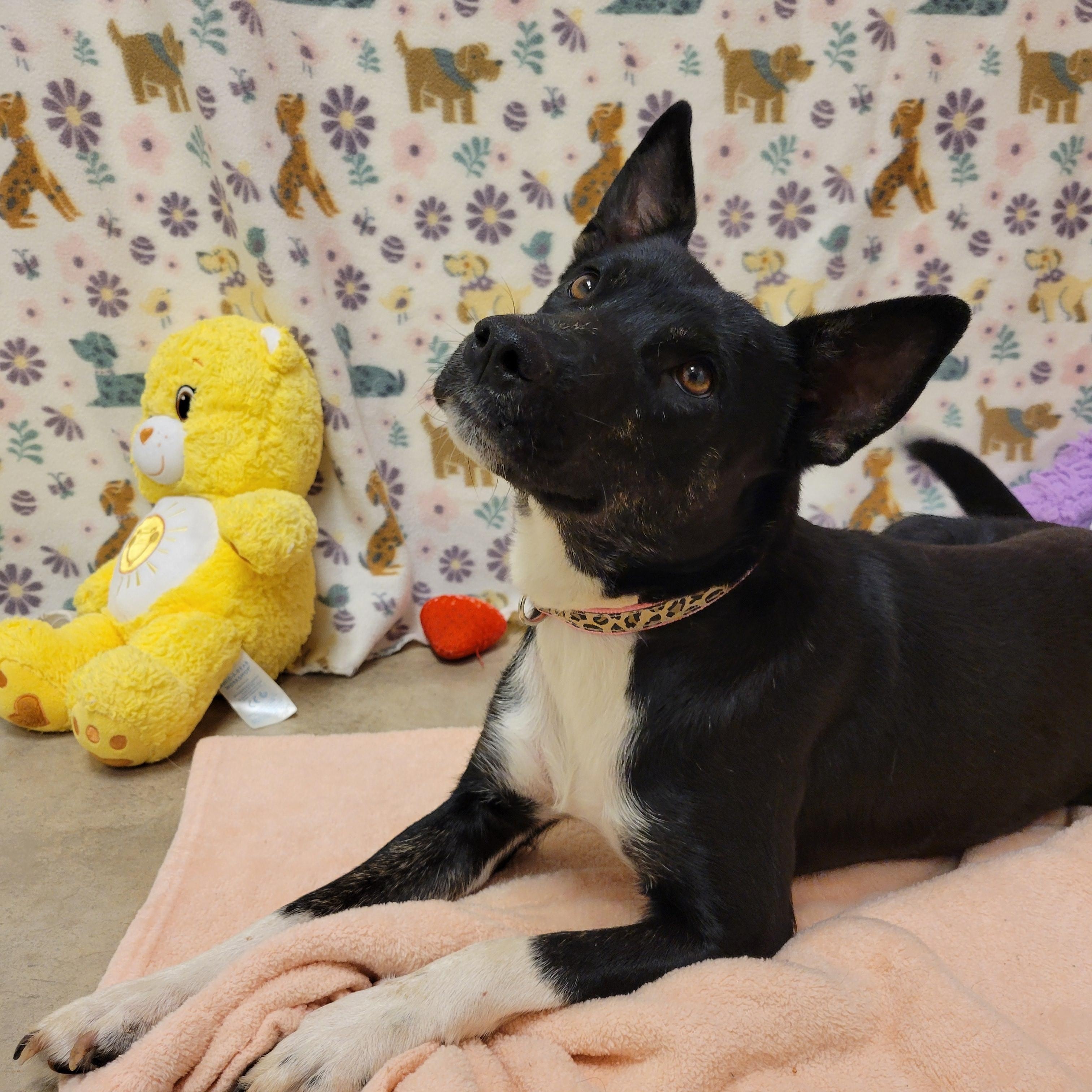 Enlarge Strudel, a ADOPTABLE mixed breed in ALPINE, TX image 4/6