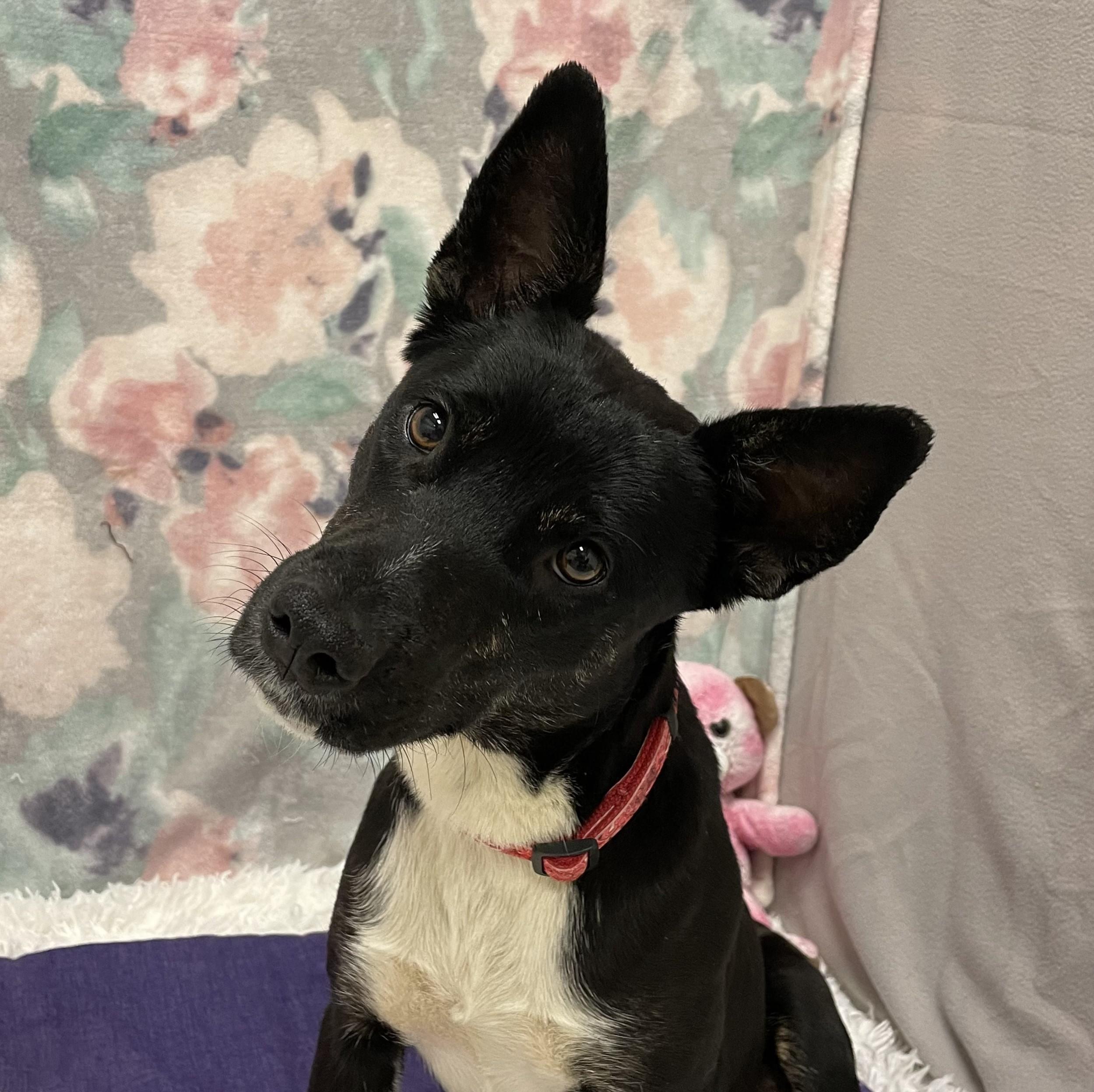 Strudel, ADOPTABLE, Adult Female Mixed Breed.