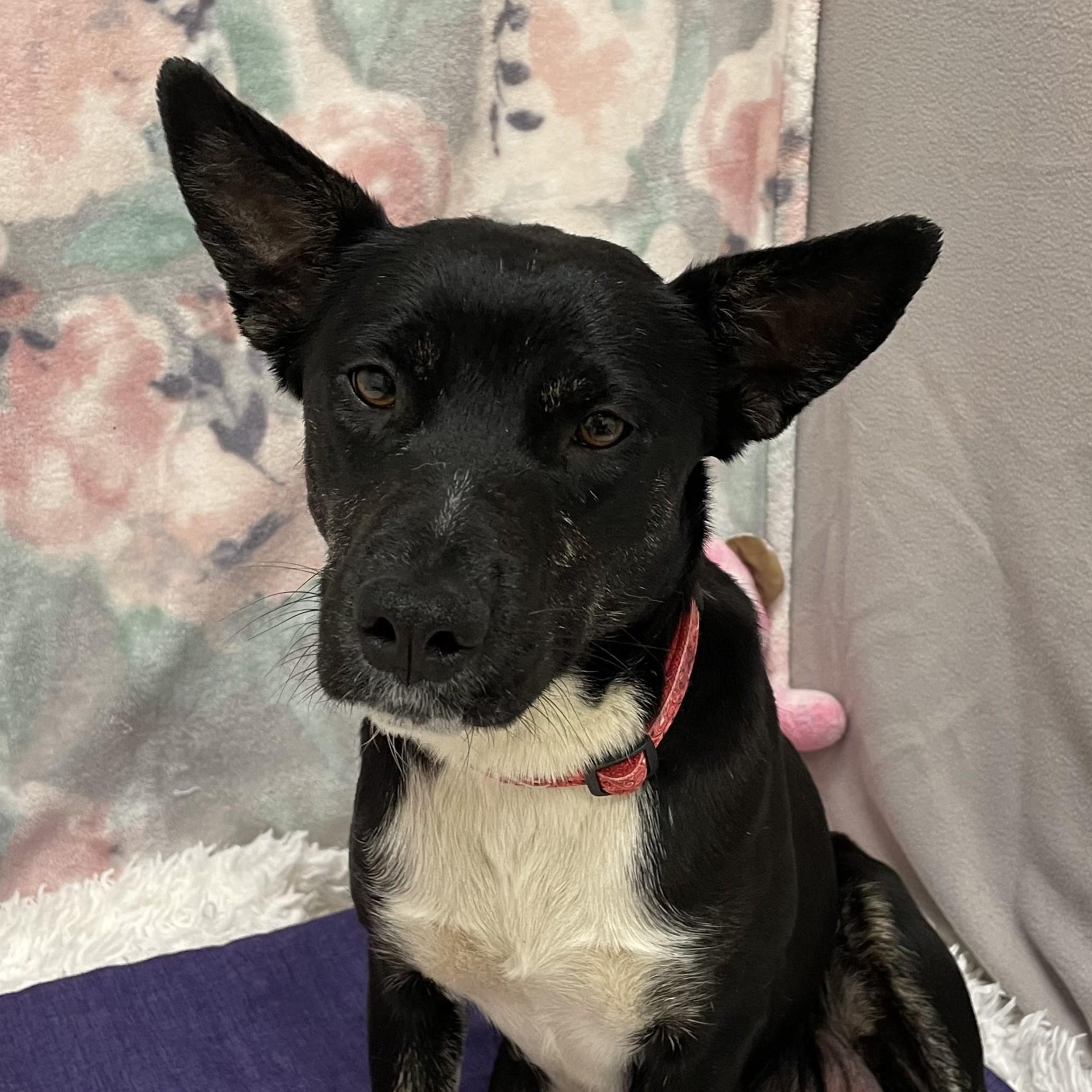 Enlarge Strudel, a ADOPTABLE mixed breed in ALPINE, TX image 6/6