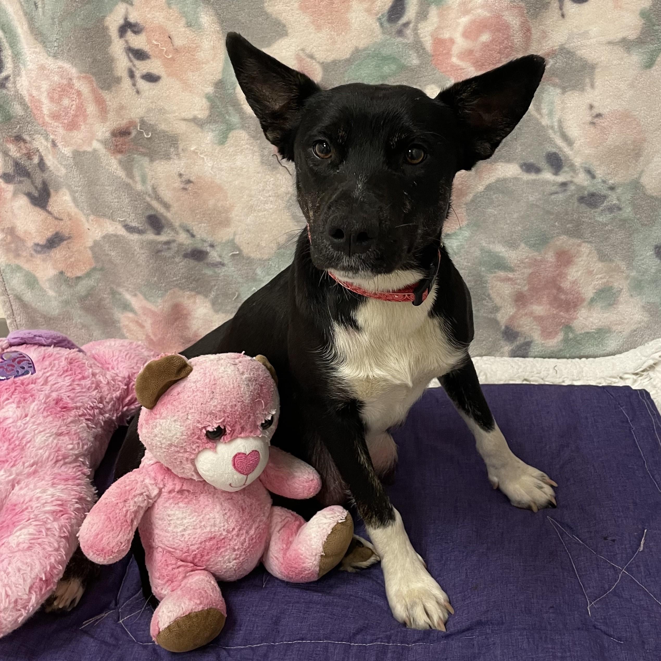 Enlarge Strudel, a ADOPTABLE mixed breed in ALPINE, TX image 5/6