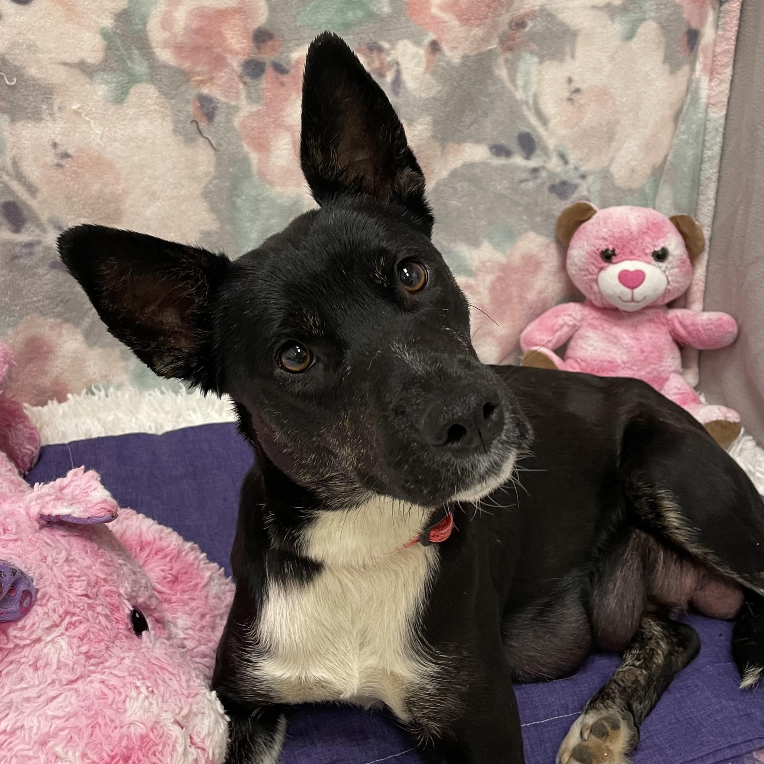 Enlarge Strudel, a ADOPTABLE mixed breed in ALPINE, TX image 2/6