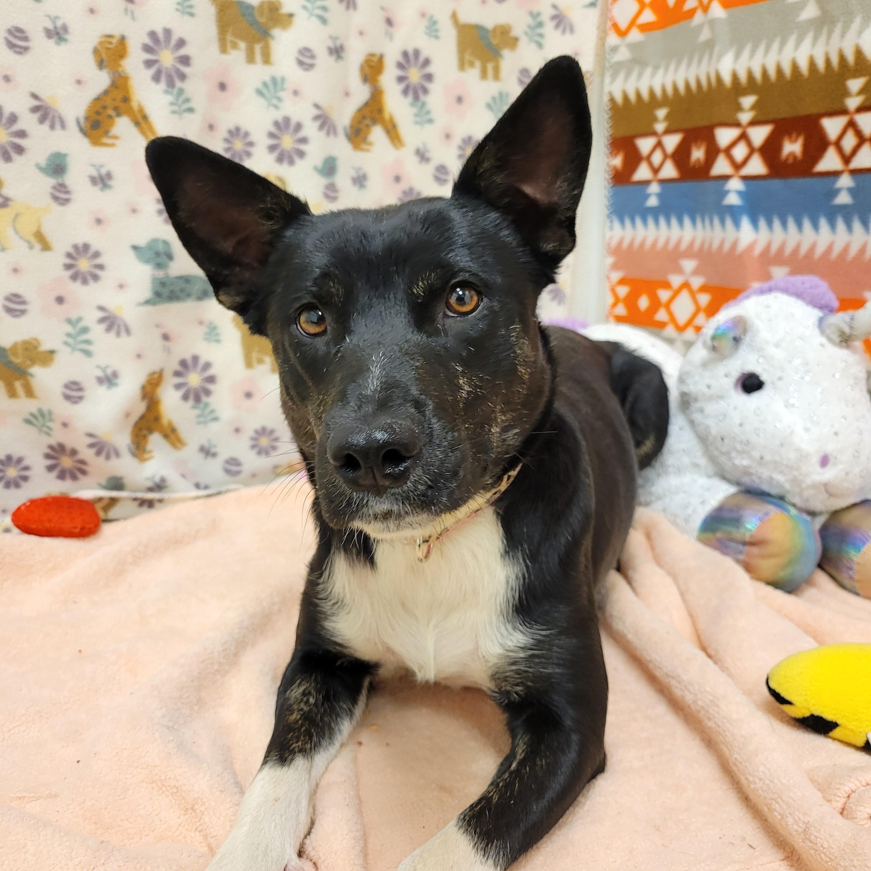 Enlarge Strudel, a ADOPTABLE mixed breed in ALPINE, TX image 2/6
