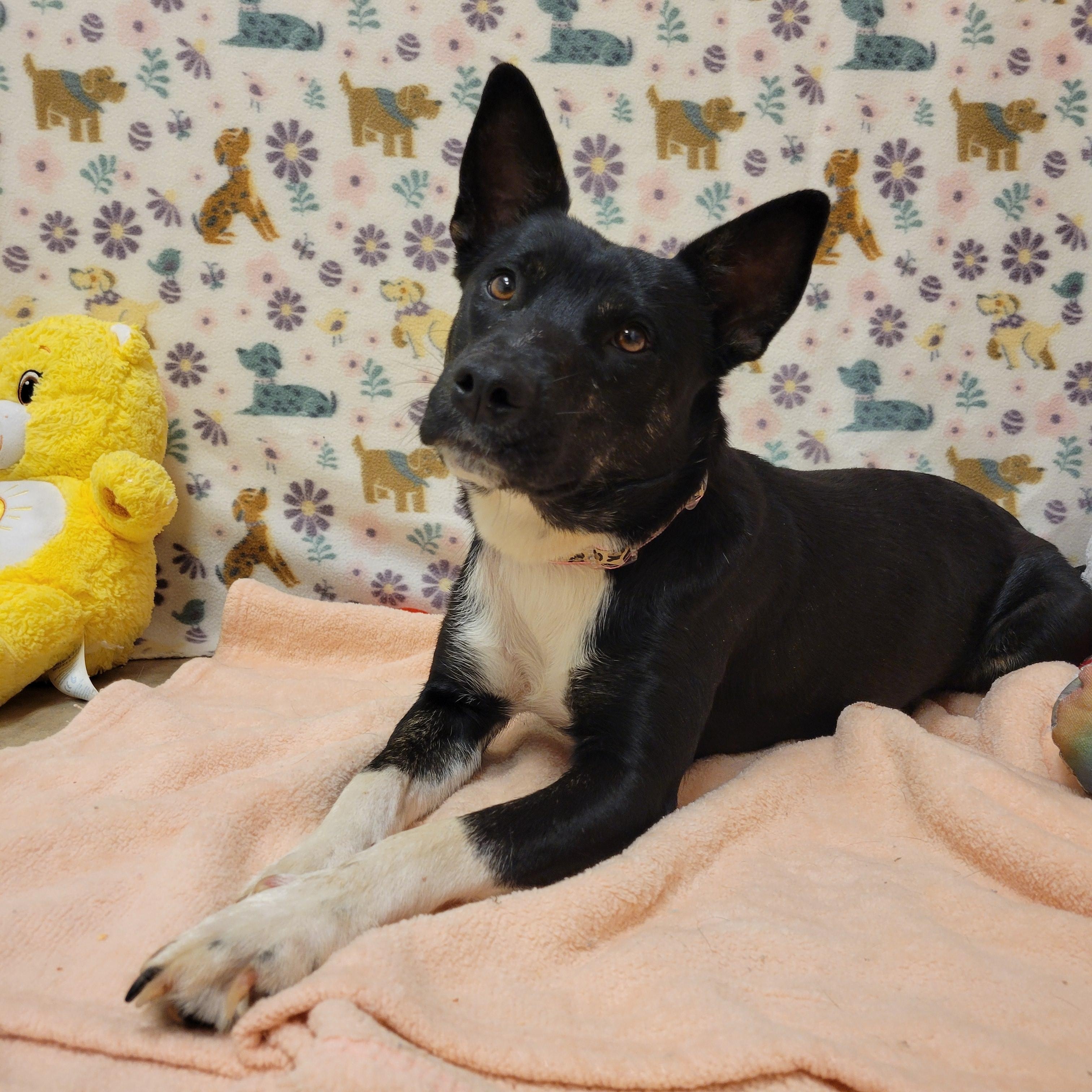 Enlarge Strudel, a ADOPTABLE mixed breed in ALPINE, TX image 3/6