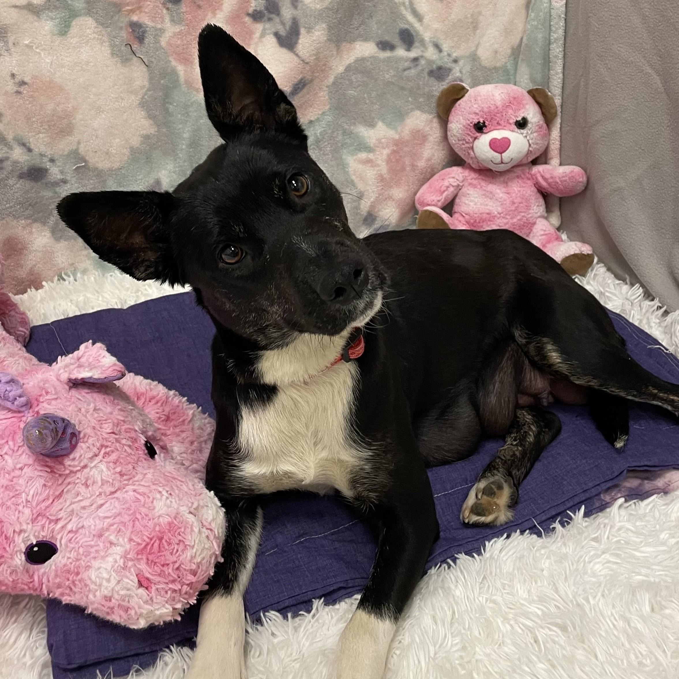 Enlarge Strudel, a ADOPTABLE mixed breed in ALPINE, TX image 4/6