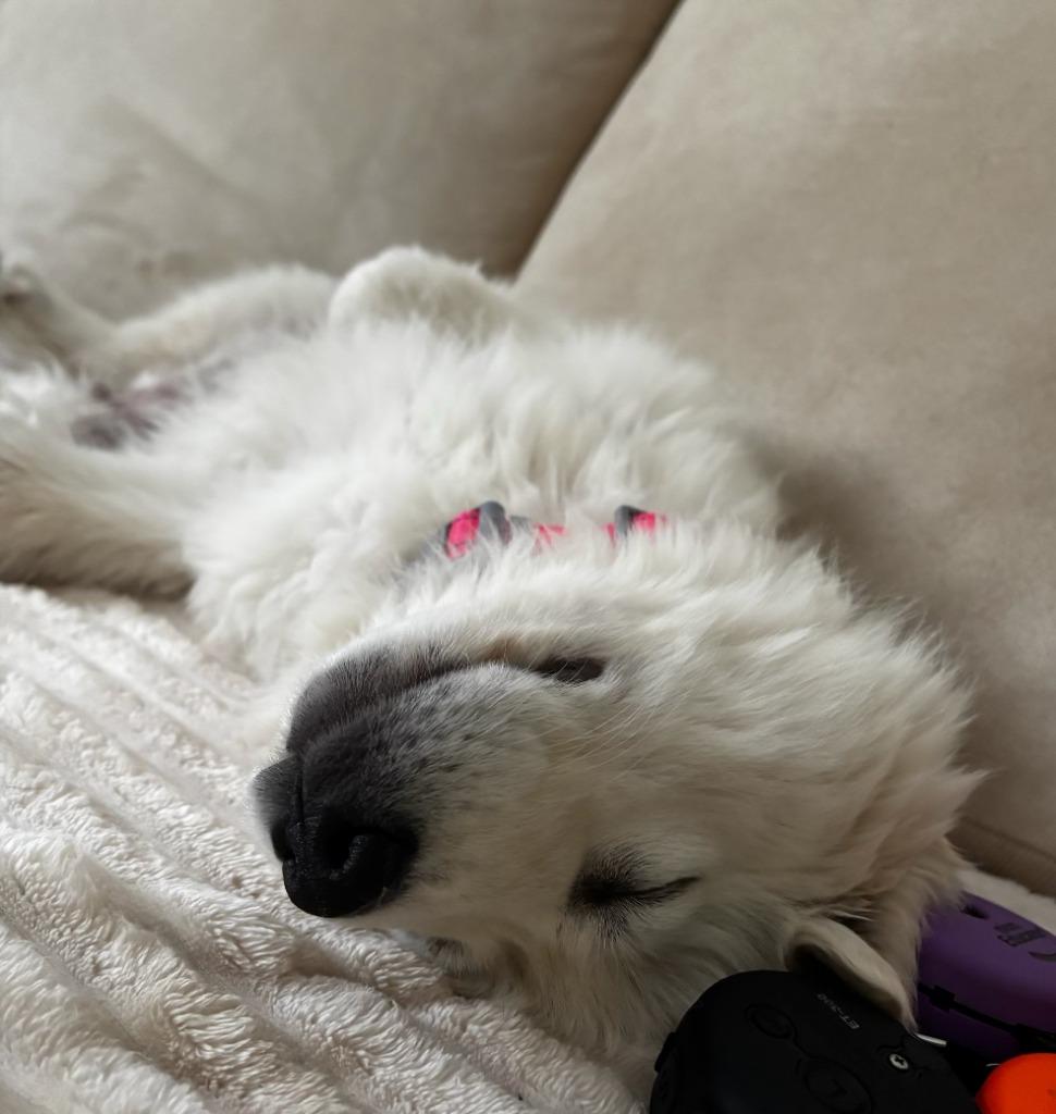 Enlarge Juneau, a Adoptable mixed breed in Fayetteville, AR image 1/4