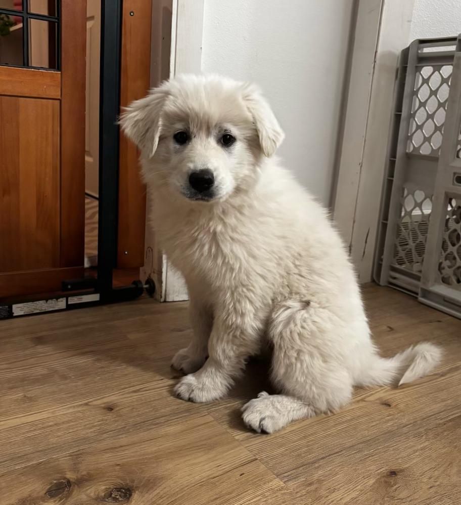 Enlarge Juneau, a Adoptable mixed breed in Fayetteville, AR image 2/4