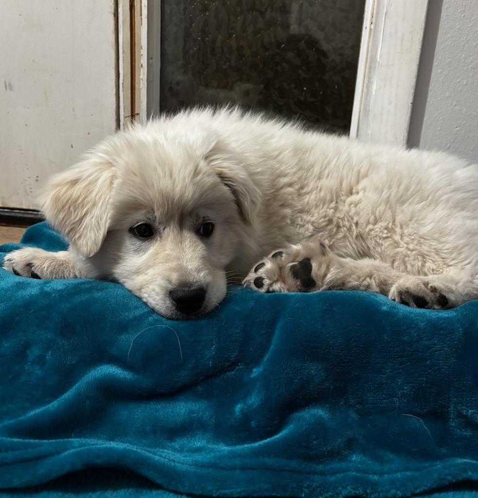 Enlarge Juneau, a Adoptable mixed breed in Fayetteville, AR image 4/4