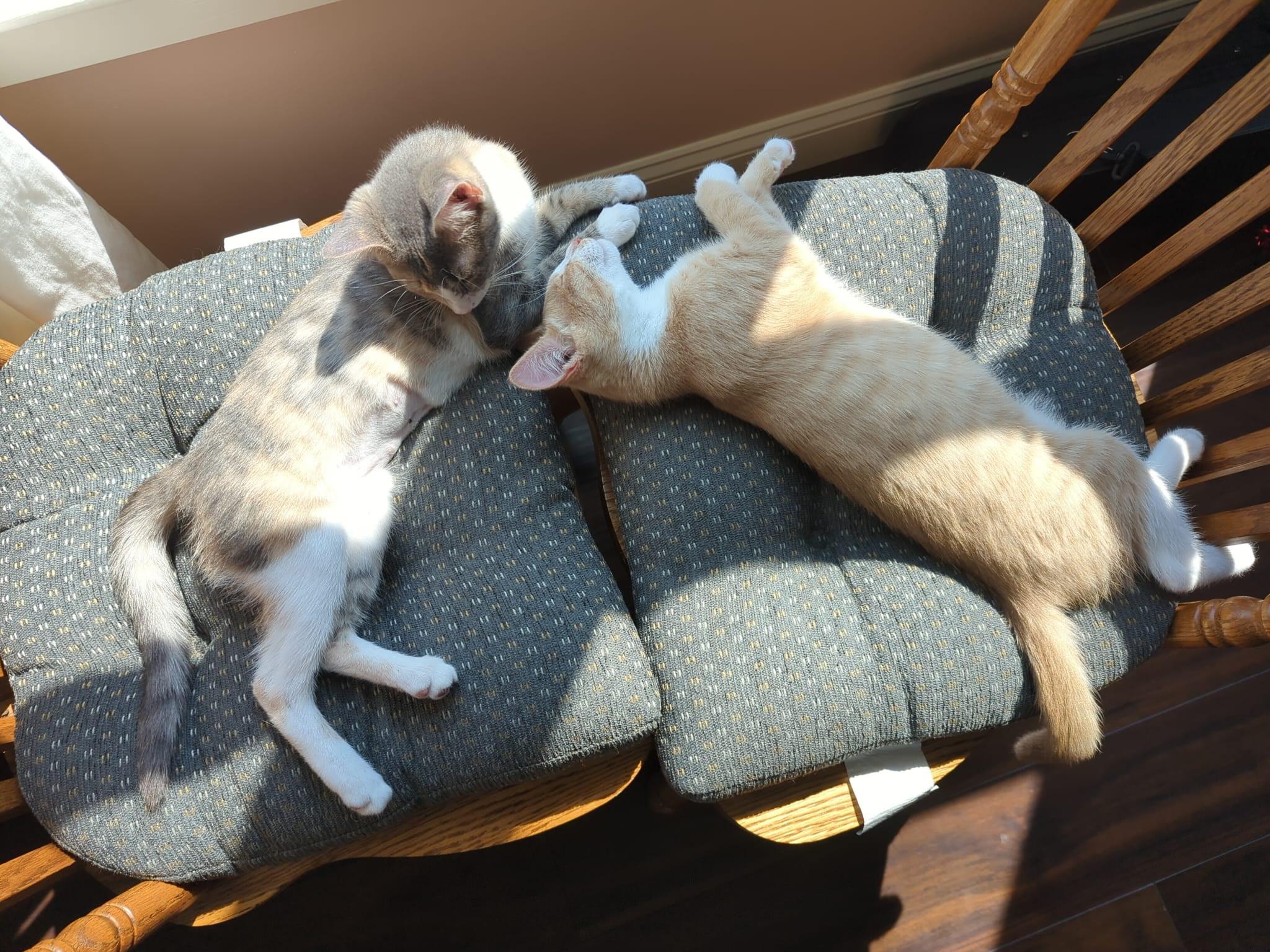 Pine and Holly, Baby Male Domestic Short Hair