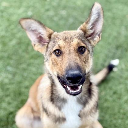 Pixie, a ADOPTABLE mixed breed in Red Bluff, CA image 1/3