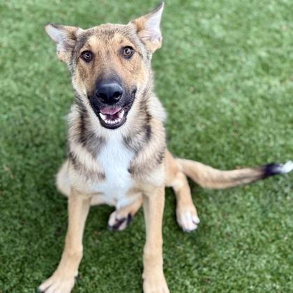 Pixie, a ADOPTABLE mixed breed in Red Bluff, CA image 2/3