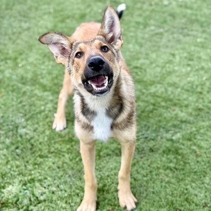 Pixie, a ADOPTABLE mixed breed in Red Bluff, CA image 3/3