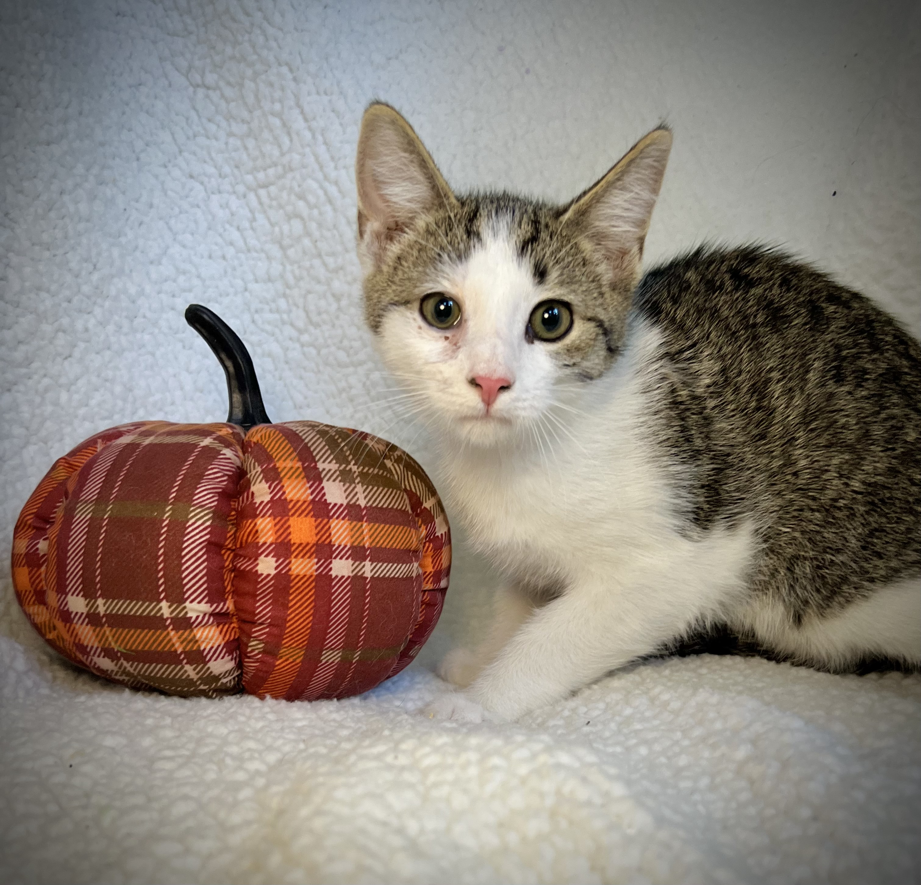 Snow, a Adoptable mixed breed in Greensboro, NC image 1/4